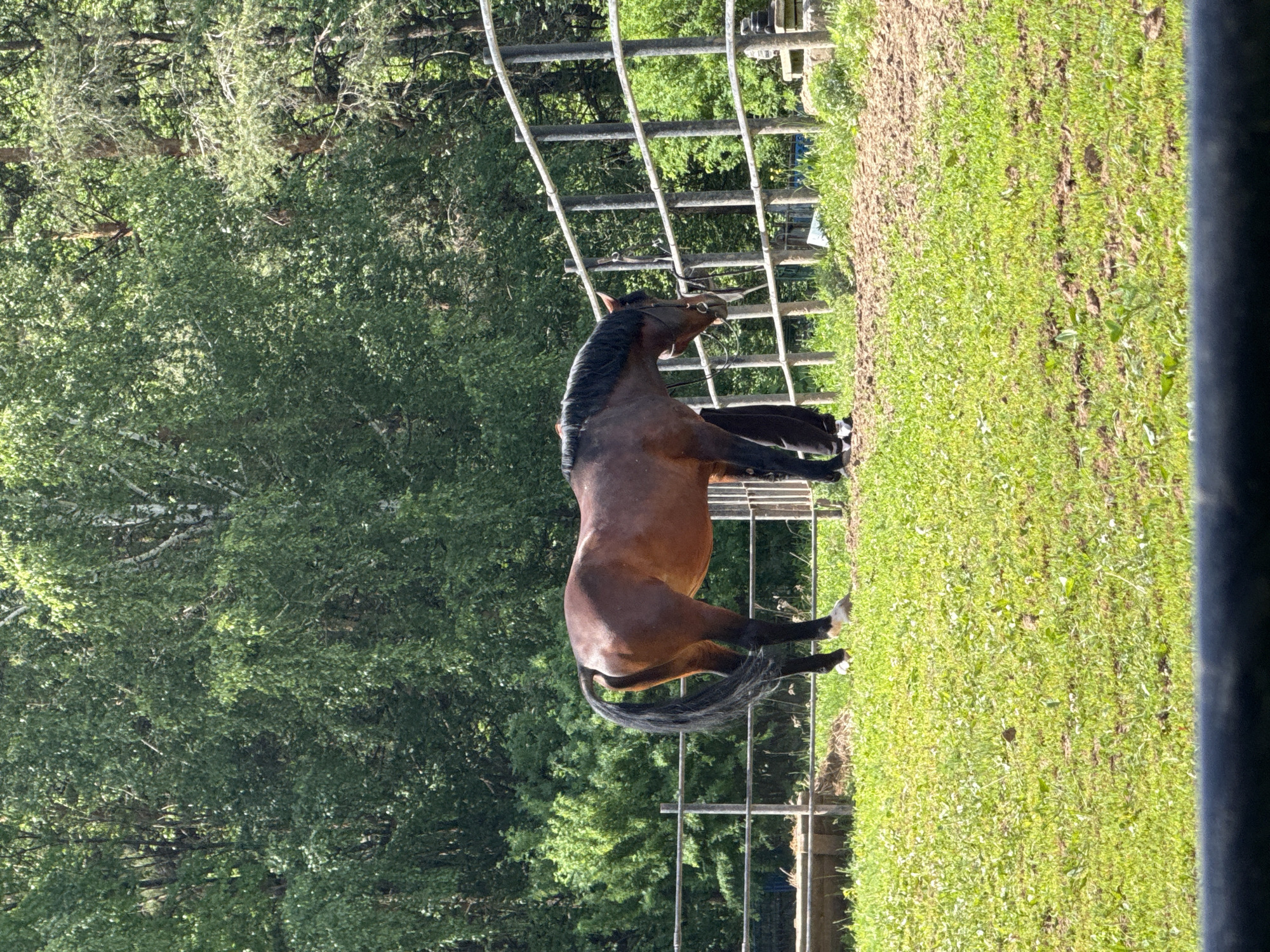 A brown horse with a black mane and tail is standing on its hind legs in a grassy field in Chaikovsky, Russia. The horse is wearing a bridle. Behind the horse is a metal fence and a wooded area. The photograph is taken from behind a dark, vertical object.