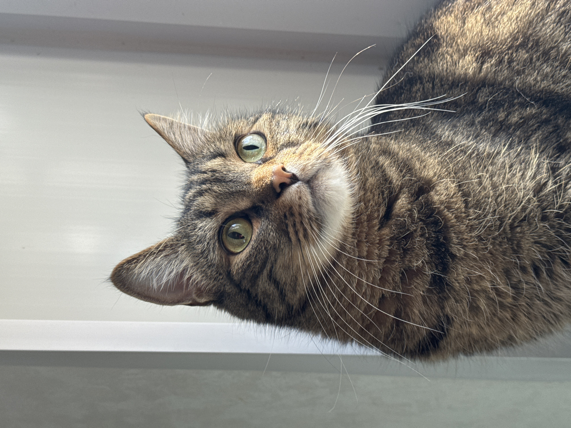A domestic short-haired tabby cat, distinguished by its brown, black, and grey striped fur, looks directly towards the viewer with an inquisitive expression. Its head is tilted, positioned on the left side of the frame, with its body extending towards the upper right, partially out of view. The cat's eyes are a striking green with vertical slit pupils, complemented by a pinkish-brown nose and numerous long, white whiskers radiating from its snout.
The setting appears to be indoors, against a backdrop of light, neutral-toned surfaces, possibly a window frame or wall. A prominent white horizontal ledge or shelf is visible towards the bottom of the image. Bright, natural light illuminates the scene, highlighting the cat's fur and features. No specific activity is depicted beyond the cat's attentive gaze. The bright lighting suggests it is daytime. No visible text is present. The location context is Chaikovsky, Russia.