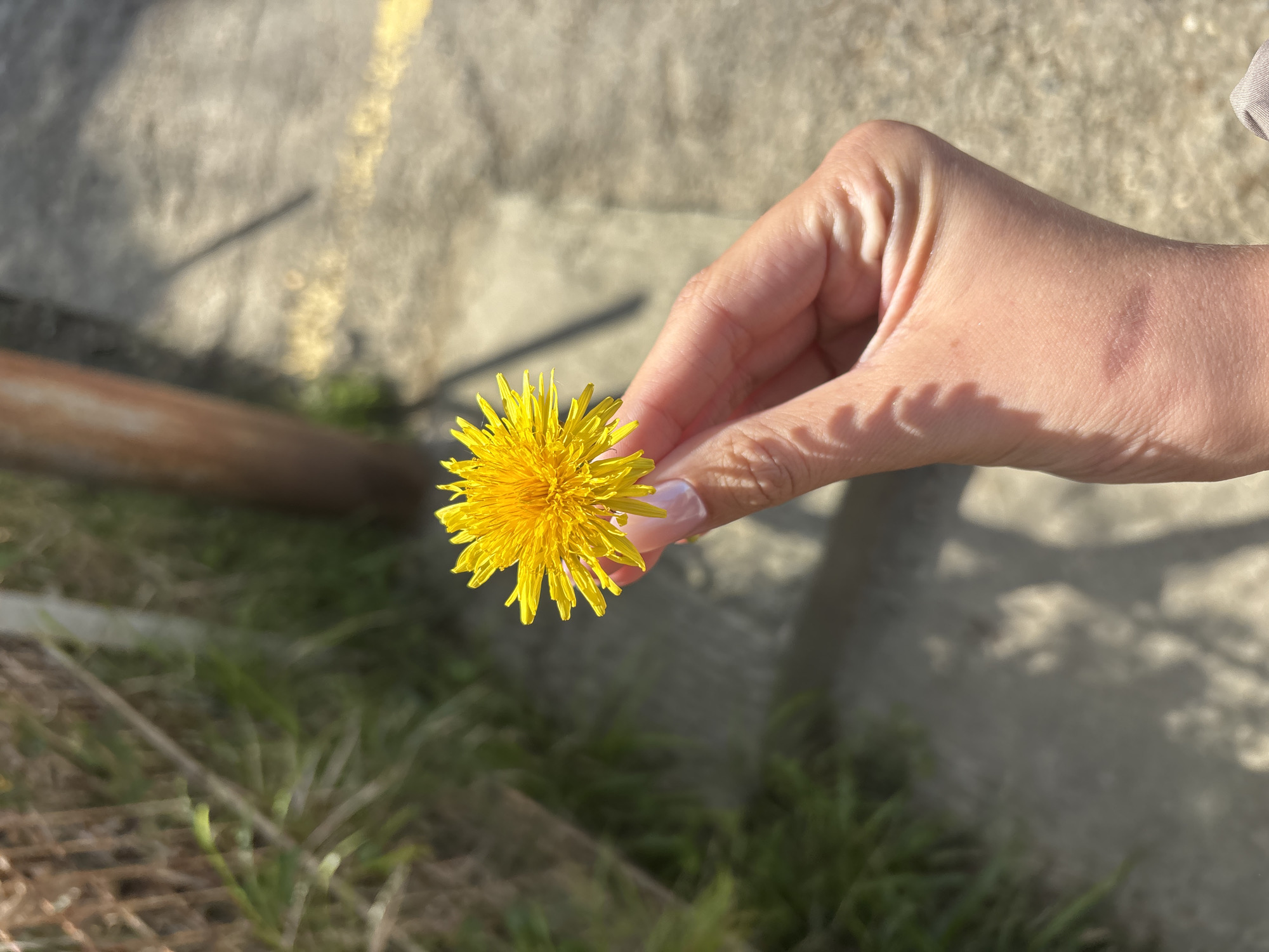 A close-up shot depicts a fair-skinned hand holding a vibrant yellow dandelion flower. The hand is positioned against a background of concrete and green foliage. The thumb and index finger gently grasp the flower stem, while the other fingers are slightly curled. The concrete background has a textured surface and a hint of a yellow line, possibly indicating a road marking or curb. Some shadows are cast on the concrete and hand. The foliage below is a mix of green grasses and other small plants. The image is taken during daylight, with natural lighting enhancing the colors and textures. Sochi, Russia is not confirmed.