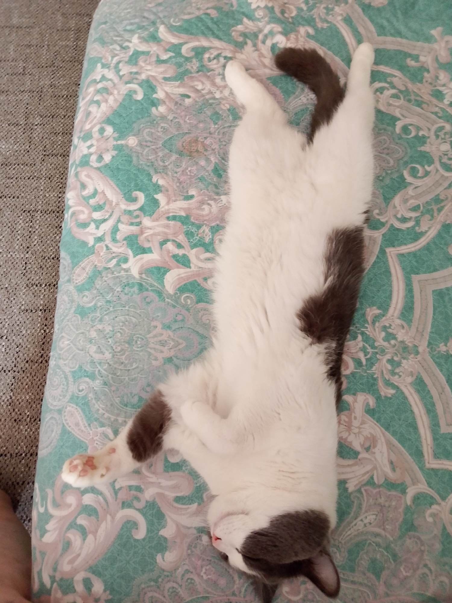 A white and grey cat is sleeping on its back on a patterned turquoise bedspread. The cat's head is turned to the right, its eyes are closed, and its mouth is slightly open. Its front paws are tucked under its chin, and its back legs are extended. The cat's tail is curled over its body. The bedspread has a floral pattern in shades of turquoise, white, and pink. To the left of the bedspread is a grey, textured surface, possibly a rug or carpet. The scene appears to be indoors, in a domestic setting. The location in Nefteyugansk, Russia, is not visually determinable from the image.