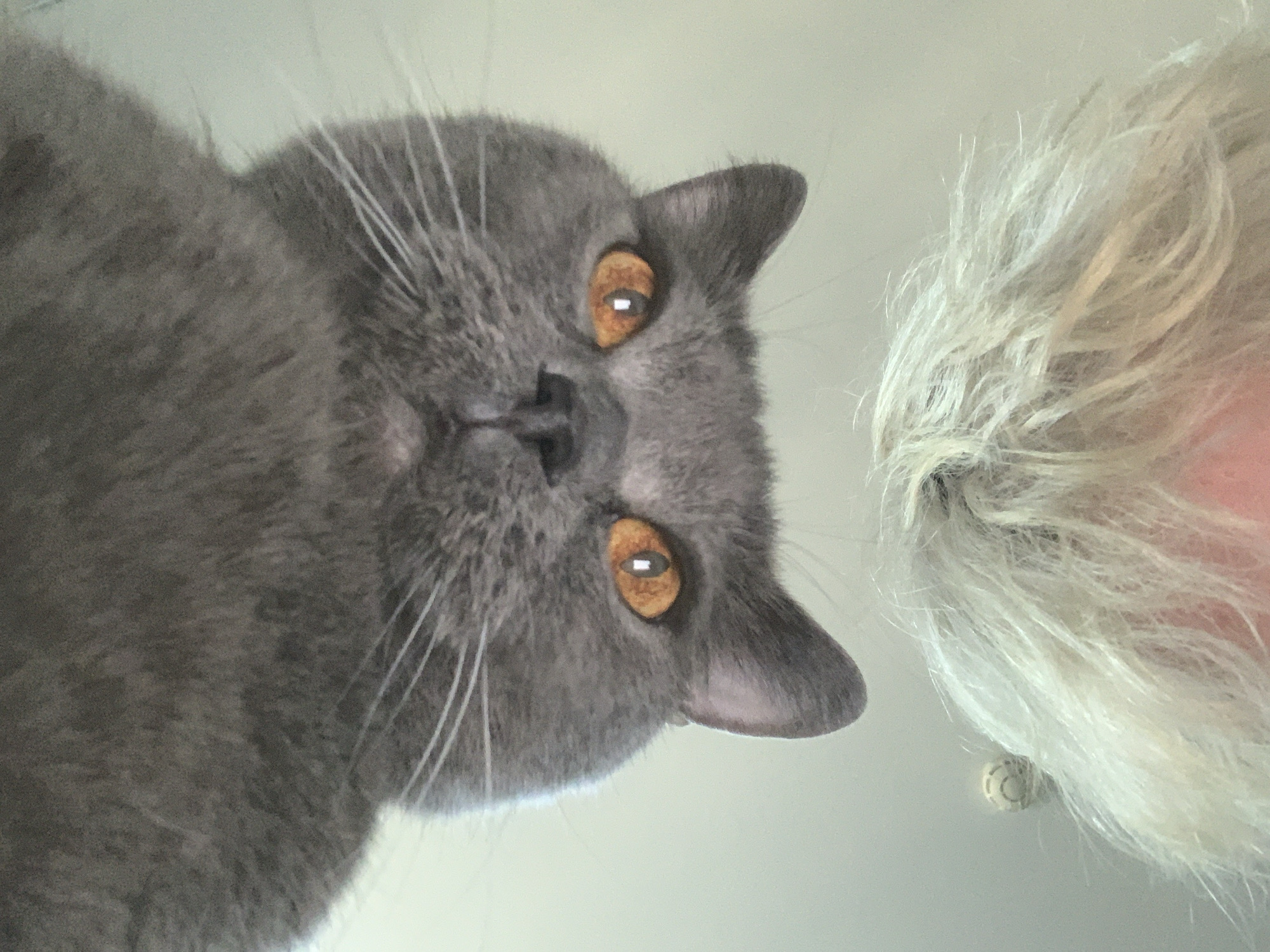 A gray cat with amber eyes is in the left part of the image. To the right is a person with short, light blonde hair. The background appears to be a light-colored ceiling or wall. No information indicates this image was taken in the city of Chaikovsky, Russia.