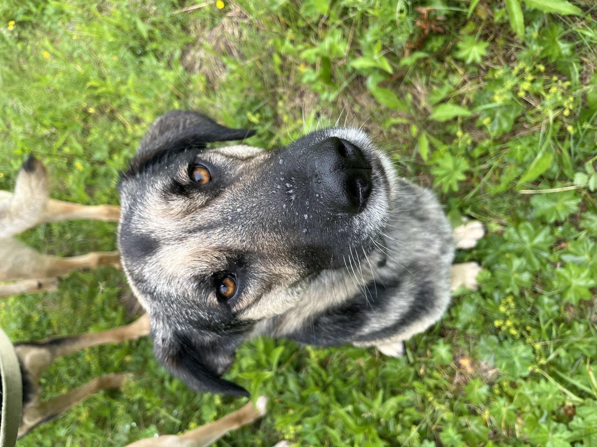 This image, taken in Nizhny Tagil, Russia, presents a close-up, high-angle view of a mixed-breed dog positioned in a grassy outdoor environment. The primary subject, a medium-sized dog, sits facing the camera with its gaze directed upwards. Its coat displays a blend of black, grey, and tan fur, featuring darker markings around the eyes and ears, with a lighter muzzle and chest. The dog's eyes are amber-brown, reflecting ambient light. Its black nose appears moist, with small, white specks visible on its surface. White whiskers protrude from the muzzle. The dog's light-colored front paws are visible at the bottom edge of the frame. In the blurred background, the lower legs and torso of at least two other dogs are partially visible standing in the grass; one on the left has a green strap, possibly a collar or leash, visible. The ground is covered with lush green grass, interspersed with small yellow flowers and clover-like plants. The overall lighting suggests an outdoor, possibly overcast, daytime setting.