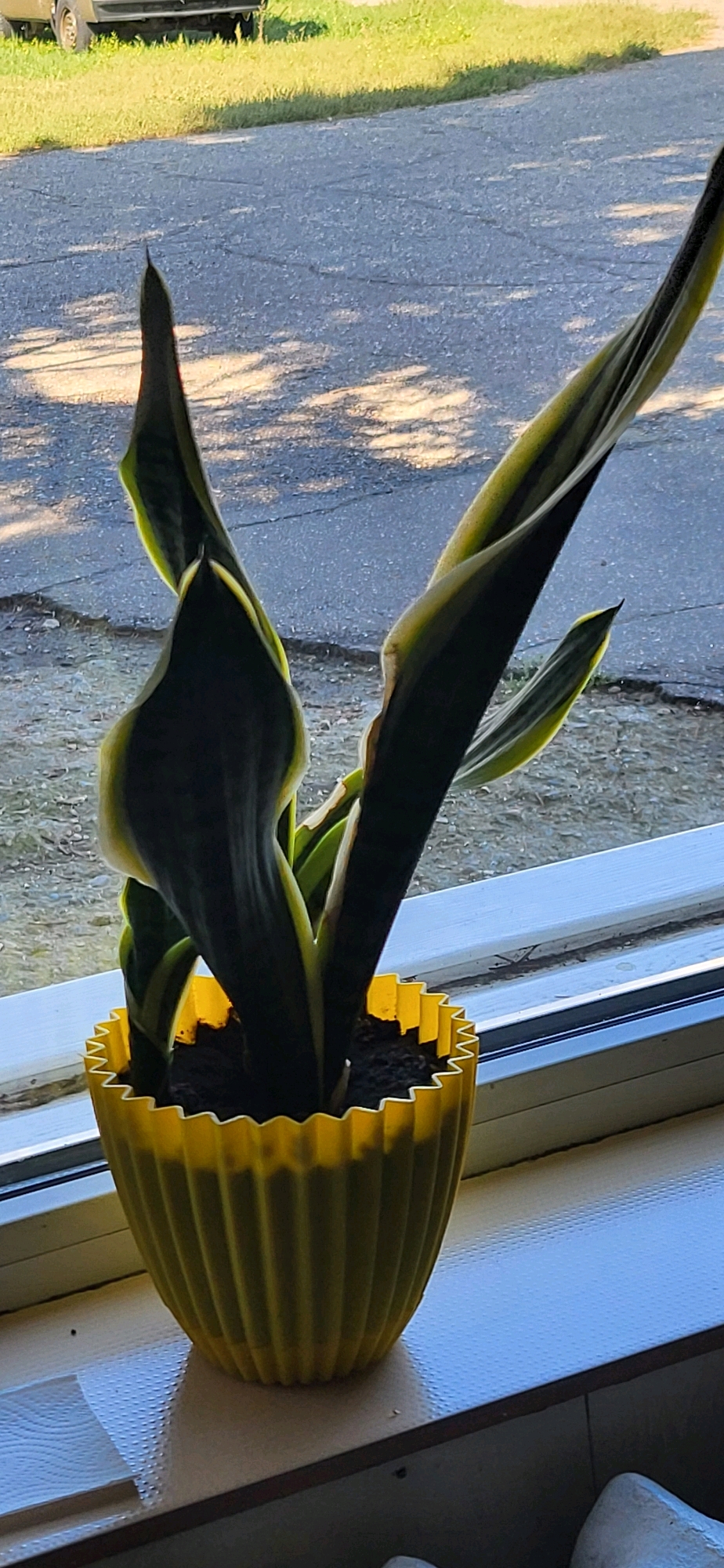 A snake plant in a yellow fluted pot sits on a windowsill. The plant has long, pointed leaves with green and yellow variegation. Outside the window, a paved surface with dappled shadows is visible, suggesting an outdoor environment. A grassy area and a dark vehicle can be seen in the background. The scene appears to be an interior shot looking outwards.
