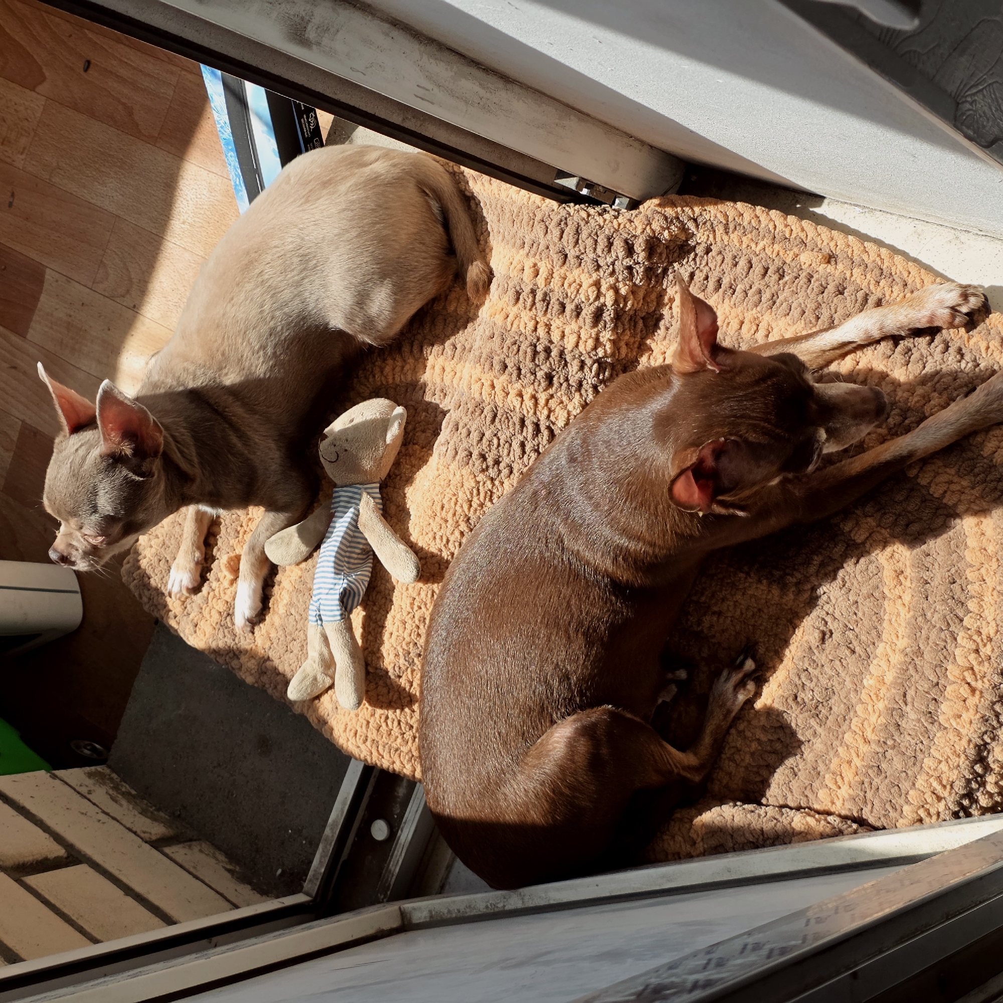 Two Chihuahua dogs, one tan and one brown, are lying on a brown and beige shag rug, basking in sunlight near a window. A small, stuffed bear with blue and white striped clothing is positioned between them. The scene appears to be indoors, possibly within a home or apartment. The background shows glimpses of wooden flooring and window framing. The precise location within Saint Petersburg, Russia cannot be determined from the visual information.