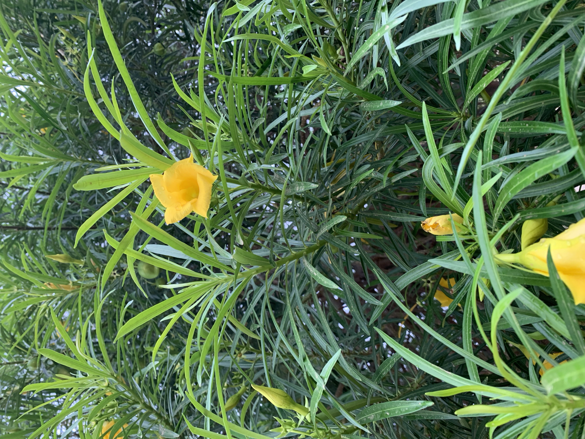 The image shows a close-up of a plant with long, thin green leaves and bright yellow flowers. At least three flowers are visible, one fully open and two either budding or partially opened. The plant is densely foliated, with leaves and stems intertwined. The background is indistinct, suggesting the plant is part of a larger bush or garden. The photograph appears to be taken outdoors in daylight. The location of Rafin Par, Nigeria is given, but there is no contextual information in the photograph that can corroborate or be described.