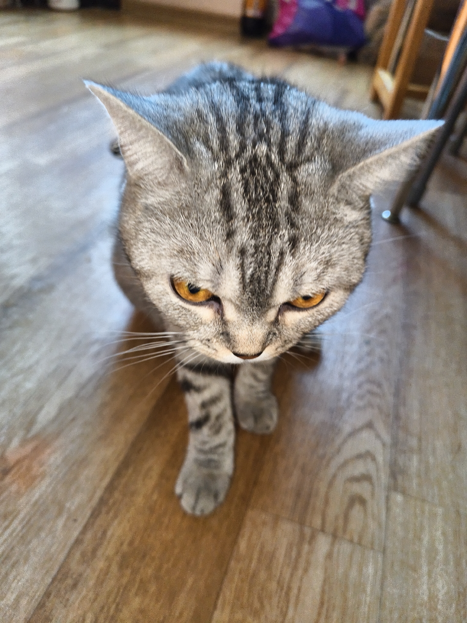 A close-up, overhead shot shows a grey tabby cat with bright orange eyes on a wooden floor. The cat's fur has dark grey stripes running vertically down its back and across its forehead, and its ears are pointed upwards. Its front paws are visible, with one paw extended slightly forward. The wooden floor is light brown with a visible grain pattern. In the background, out of focus, is a glimpse of furniture and a blurred purple object.