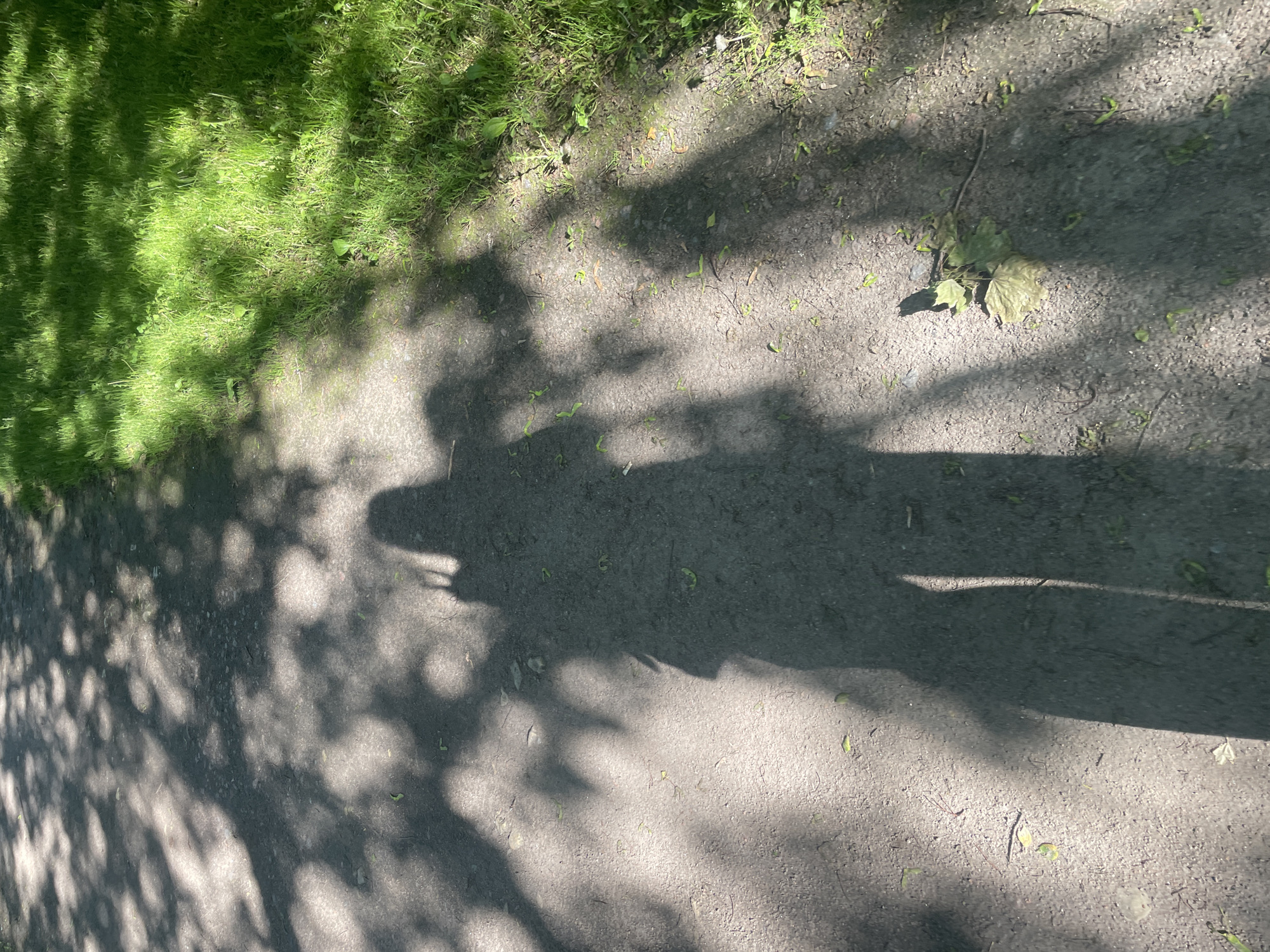 The media file presents an outdoor ground-level perspective, bisected by a line of vibrant green grass on the left and a light brown, gritty dirt or gravel path on the right. Strong, elongated shadows dominate the scene, cast across both the grassy area and the path, indicative of bright, direct sunlight.
The primary subjects are the distinct shadows of at least two individuals on the dirt path. One prominent shadow in the lower middle and right clearly outlines a person with a visible head, torso, and legs. A notable detail within this shadow suggests an arm raised, holding what appears to be a phone or camera, implying the person is taking a photograph. Another, less defined human-shaped shadow is partially visible to the left, intermingled with other tree shadows.
The scene captures an activity of walking or standing outdoors, possibly in a park, garden, or natural trail. The length and clarity of the shadows suggest either early morning or late afternoon sunlight. The weather appears sunny and clear. Overhanging trees are implied by the dappled patterns of light and shadow, particularly visible on the grass and parts of the path. Small fallen leaves and twigs are scattered across the path. No specific emotions are discernible from the shadows, and there is no visible text within the image.