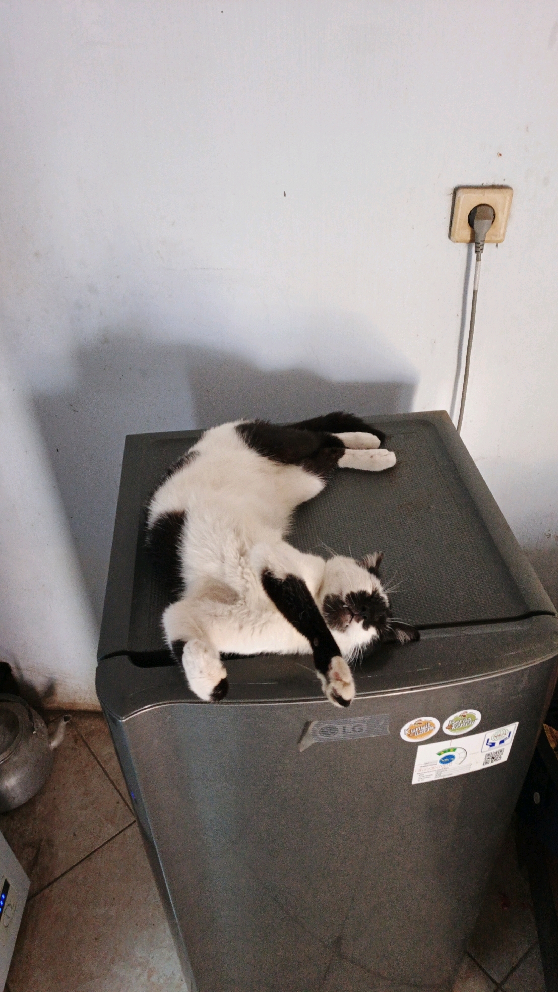 A black and white cat is lying on its back, sprawled across the top of a grey LG brand refrigerator. The cat's eyes are closed, and its paws are relaxed. The refrigerator is situated in a room with a pale blue wall and a tiled floor. A power outlet with a plug is visible on the wall behind the refrigerator. To the left of the refrigerator, a metal teapot and a white electronic device are partially visible on the floor. The scene appears to be indoors, possibly in a residential setting. The location in Campurdarat, Indonesia, is not directly discernible from the image but is provided as context.
