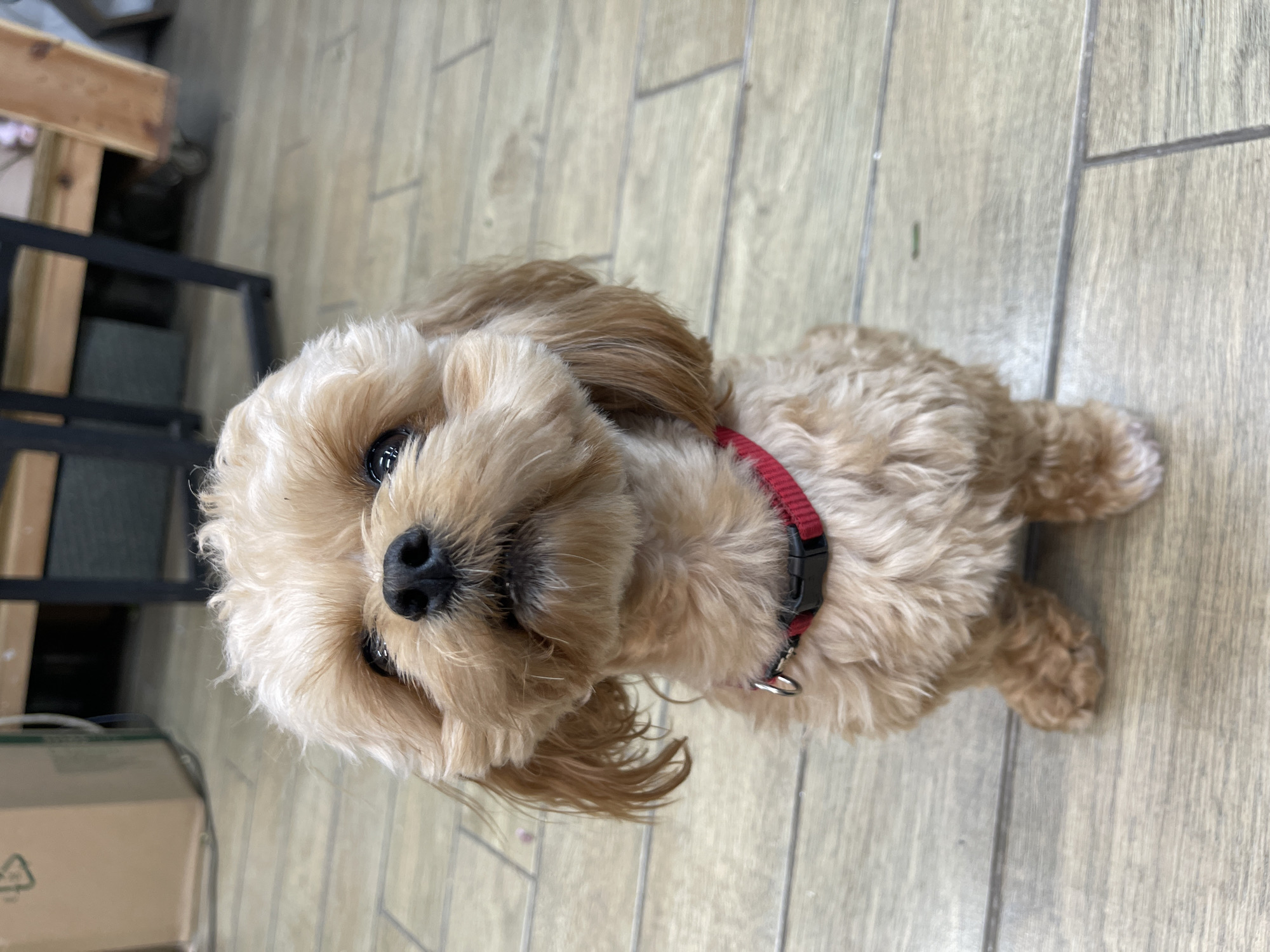 A small, fluffy, light brown dog is sitting on a light-colored wooden floor. The dog has a black nose and dark eyes, and its fur is styled around its face. It is wearing a red collar with a black buckle. In the background, there are some out-of-focus cardboard boxes and furniture. The scene appears to be indoors, possibly in a home or a pet-friendly establishment. No specific location in Kommunarka, Russia, can be identified from the image.