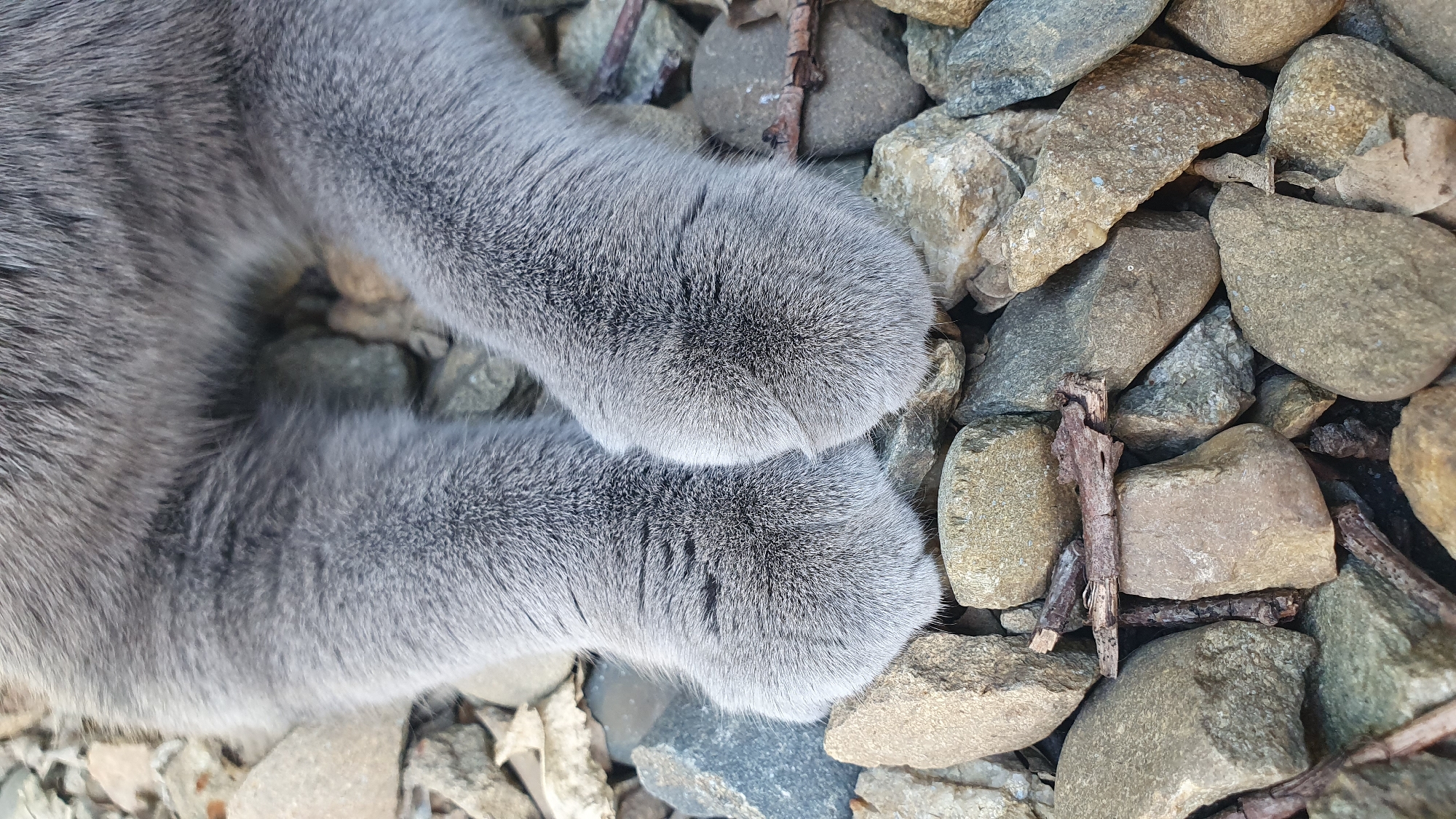 A close-up shot shows a pair of grey cat paws resting on a bed of stones and twigs. The cat's fur is soft and fluffy, with individual hairs visible. The paws are rounded and appear to be relaxed. The stones are various sizes and colors, ranging from light brown to dark grey, and are scattered amongst dry twigs and small pieces of wood. The environment appears to be outdoors, possibly in a garden or natural setting, with the stones suggesting an area with loose ground cover. There is no indication of a specific location within the city of Ust-Labinsk, Russia.