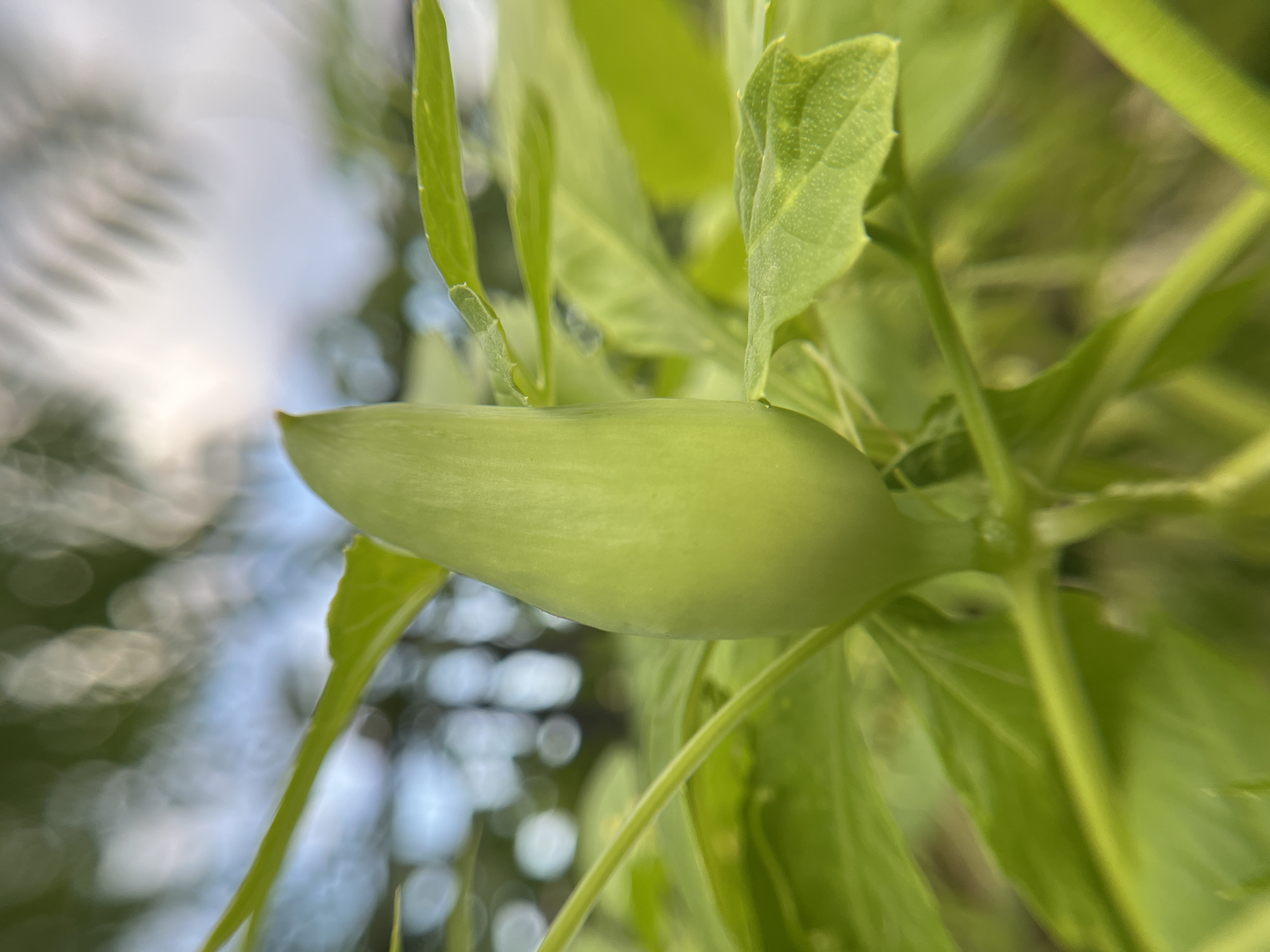 This is a close-up, low-angle shot of a green plant with a narrow, elongated bud prominently featured in the center. The bud is a pale green and is slightly blurred, drawing attention to its smooth, tapered form. Several other green leaves and stems surround the bud, creating a lush and natural setting. The background is out of focus, showing soft, circular bokeh lights that suggest sunlight filtering through foliage, indicating it's likely daytime. The overall impression is one of nature and growth, with the bud representing potential or development. There is no visible text. The image was captured in Mailuu-Suu City, Kyrgyzstan.