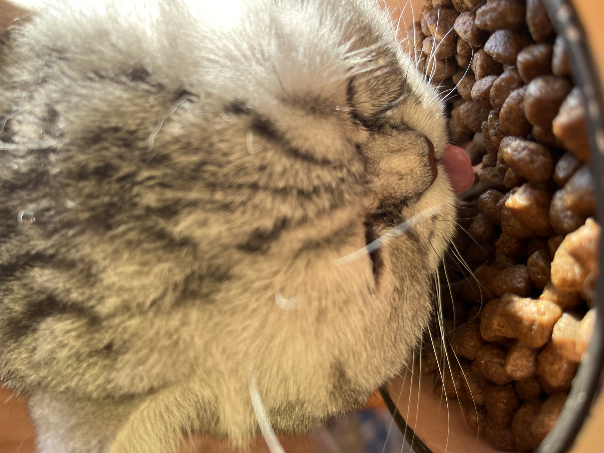 A gray tabby cat licks its tongue at a bowl of dry brown cat food. The image is tightly cropped on the cat's face and the bowl. There is no indication of location in the city of Chaikovsky, Russia.