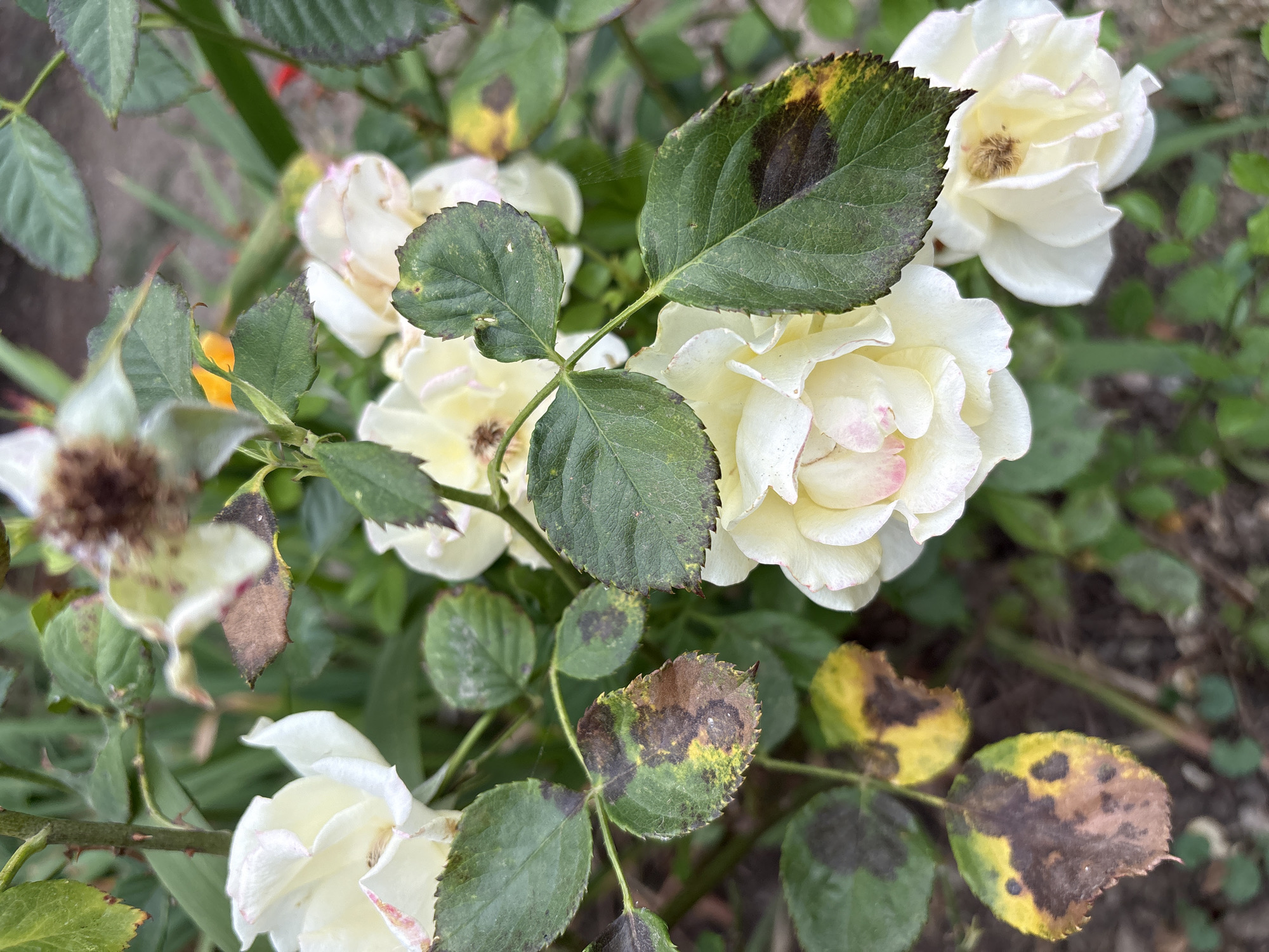The image displays a close-up of a rose bush with several white and pale pink roses, some of which are partially faded or wilting. The leaves of the rose bush exhibit signs of disease, with significant brown and yellow spotting, particularly on the lower leaves. The background is a blur of green foliage and brown soil, suggesting an outdoor garden setting. The image does not contain any identifiable landmarks or context to determine its specific location within Chelmsford, United Kingdom.
