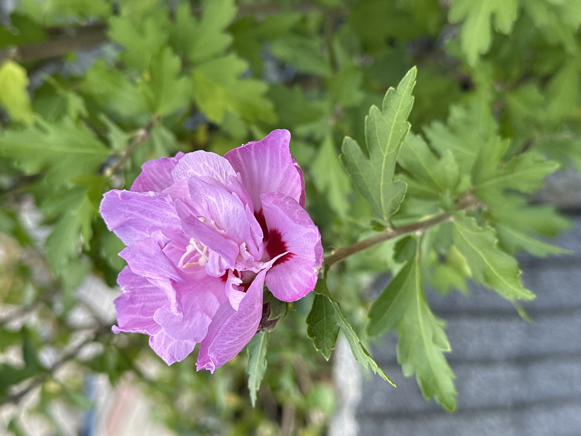 A single, partially opened pink hibiscus flower with a deep red center is in sharp focus in the foreground. The flower is supported by a thin stem with several green, serrated leaves. The background is blurred, showing more green foliage and a grey, textured surface that appears to be a wall or fence. The image was taken outdoors. There are no people visible. The location is the city of Wisła, Poland.