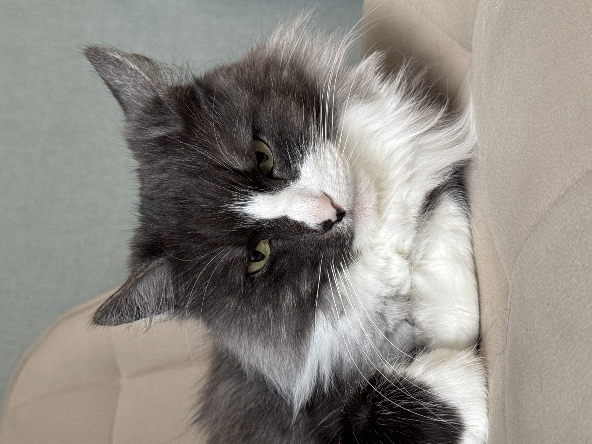 A gray and white cat with long fur is lying on its side, resting against a beige surface. The cat's head is oriented to the left side of the image. Its eyes are open and a light green color. The background appears to be a light blue or gray wall. The location is unknown; no information suggests this is Izhevsk, Russia.