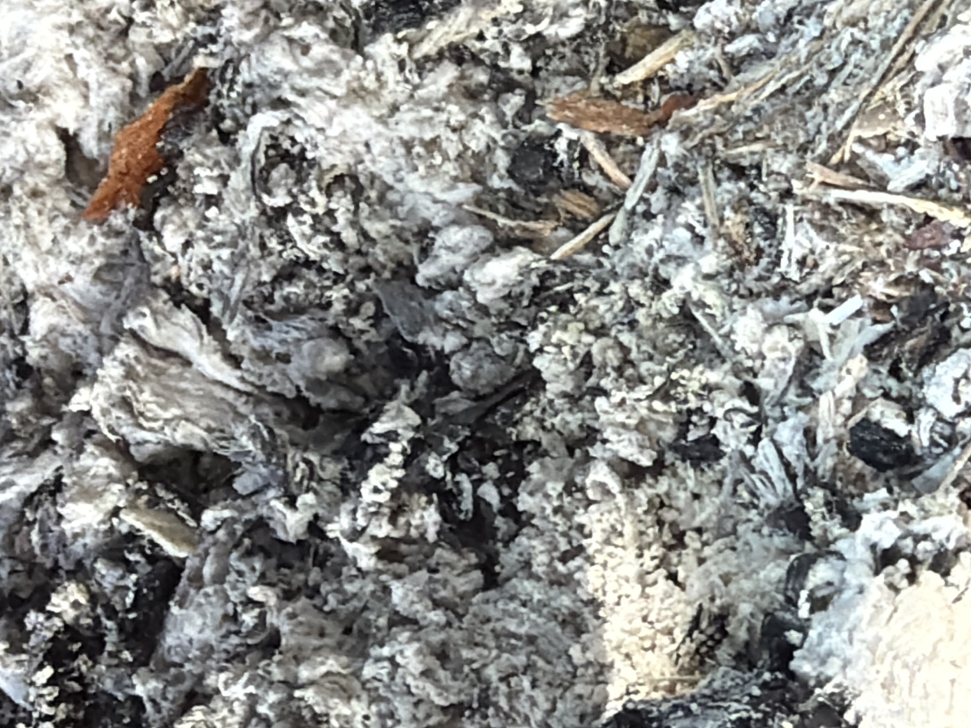 This media file is a close-up, abstract image of ash and charred debris. The textures are rough and varied, with fluffy white ash interspersed with darker, charred fragments and fine, straw-like pieces. There are no discernible subjects like people or specific objects, and the scene is simply a collection of burnt material. The activity appears to be the aftermath of a fire, with the remnants of whatever was burned still present.
Notable details are scarce due to the abstract nature of the image. There are no indicators of time of day, weather, or specific location cues within the frame itself. The colors are predominantly grayscale with hints of brown and reddish-brown from the charred material. No visible text is present in the image. The overall impression is one of desolation and the remnants of destruction, without any contextual information to suggest the cause or origin beyond it being ash. The location context of Orenburg, Russia, is external information and not visible within the image itself.