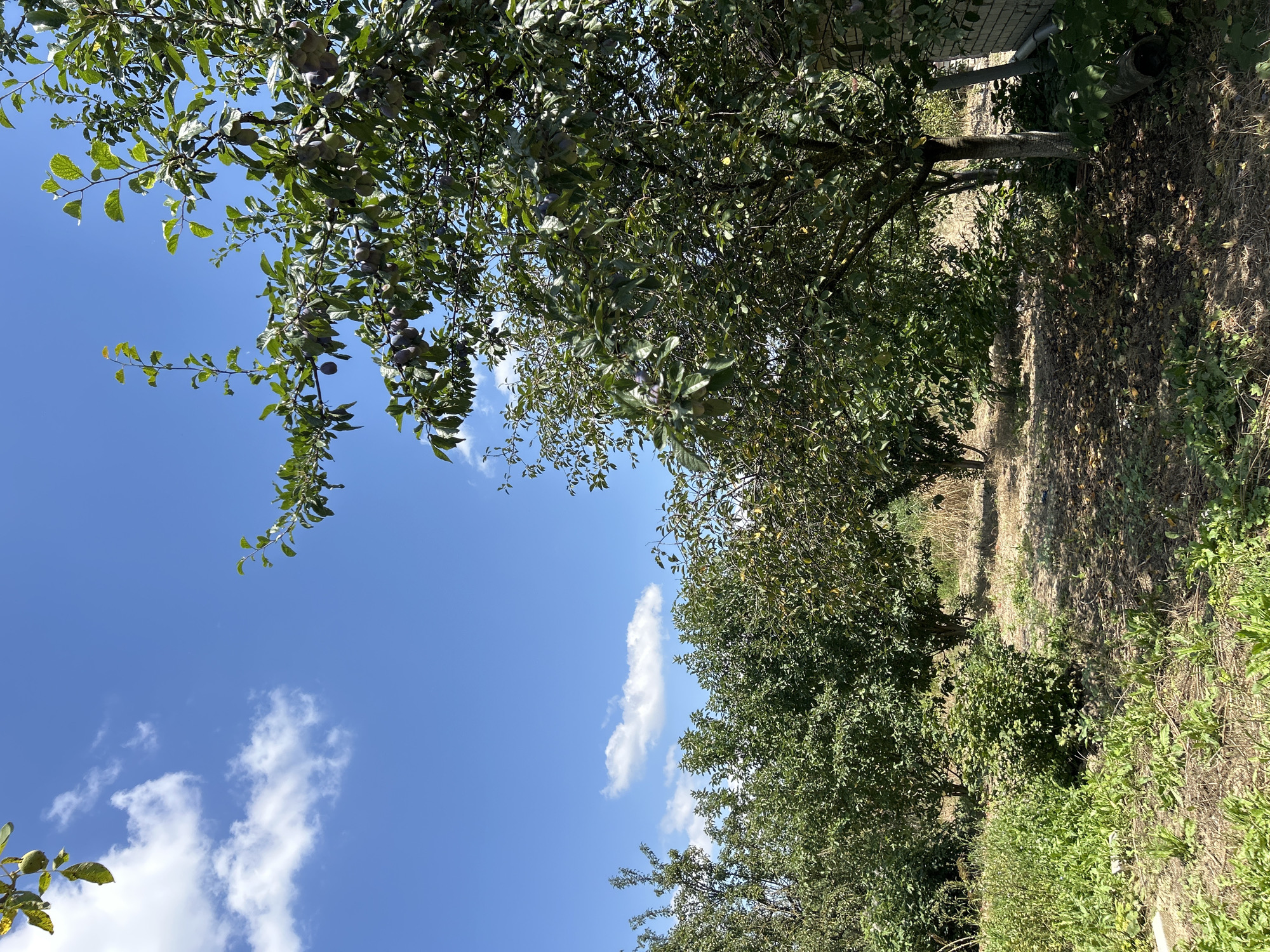 The image depicts a sun-drenched orchard in Zaboizkiy, Russia, under a clear blue sky dotted with white clouds. A large plum tree, laden with ripe purple plums, dominates the right side of the frame, its branches reaching towards the sky. In the background, more trees form a dense green canopy, with their foliage creating dappled shadows on the dry, dusty ground. Wild grasses and smaller bushes grow in patches throughout the orchard. The scene suggests a late summer harvest or the lead-up to one, with the abundance of fruit hinting at a productive season. There are no people present in the image, and the environment is natural and rural, with hints of a brick structure on the far right.