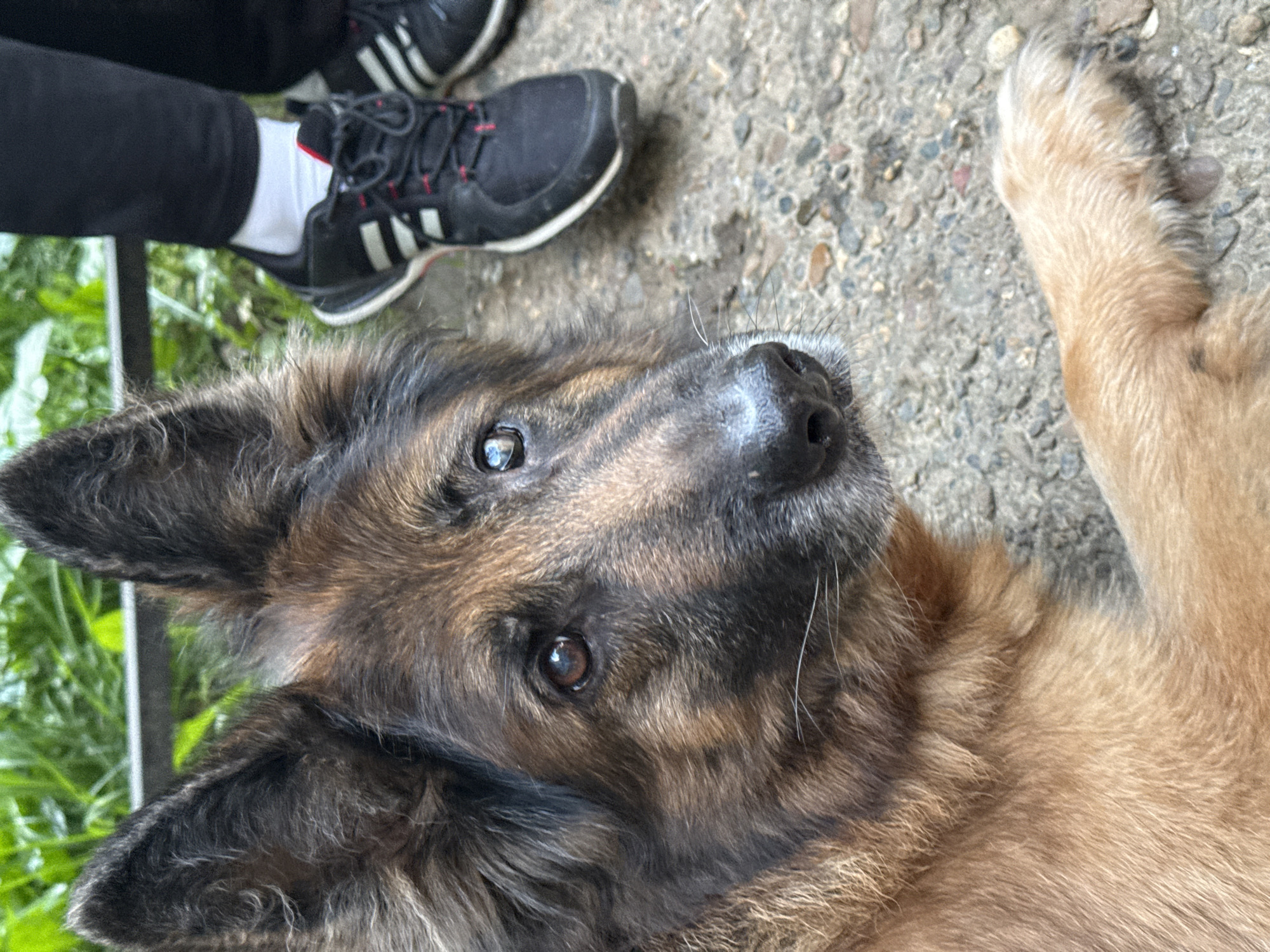 The image shows a close-up view of a German Shepherd puppy lying on a concrete surface. The puppy has brown and black fur and is looking upwards with its head tilted. Its left paw is visible in the foreground, and its right paw is out of frame. To the left of the puppy, a person's legs are visible, wearing black pants and white socks with black athletic shoes. The shoes have white stripes and red accents on the laces. Green foliage is visible in the background, suggesting an outdoor setting. The concrete surface appears to be gravelly. The lighting suggests it is daytime, and the weather is likely pleasant, as the person is wearing athletic shoes. No text is visible in the image. The puppy's expression appears curious or attentive.
