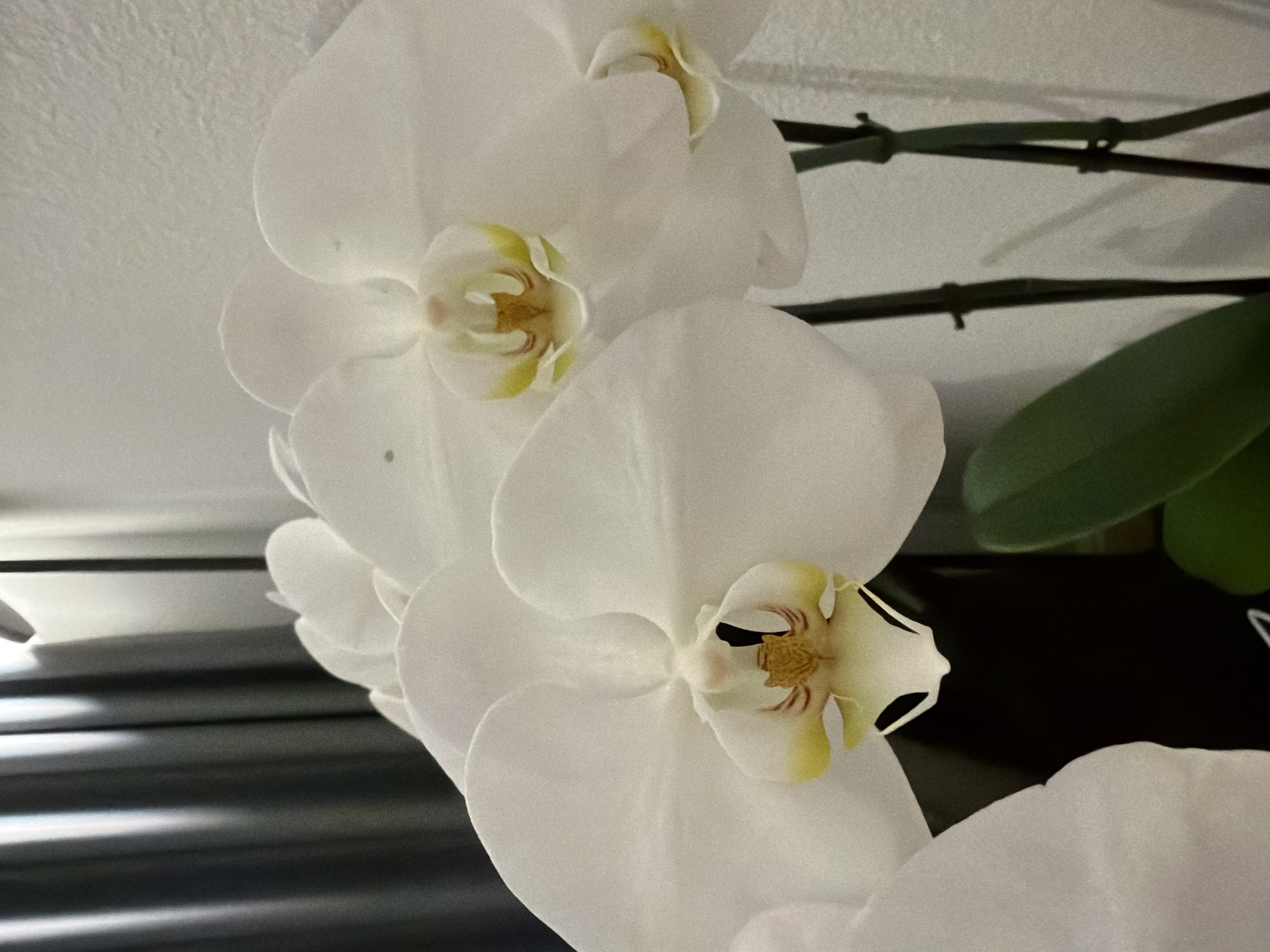 This is a close-up, eye-level, indoor photograph of several white moth orchids (Phalaenopsis) in bloom. The flowers are the primary subject, filling the frame with their delicate, waxy petals. The centers of the orchids feature yellow and reddish-brown accents. Two thick, dark green stems are visible, supporting the blossoms. To the left of the orchids, a portion of a dark, perhaps black, object is seen, which could be the pot or another part of the plant. In the background, to the left, are vertical, dark gray curtains with soft lighting illuminating the folds. To the right of the orchids, a textured, off-white wall is visible. There are no people or animals present in the image. The scene is likely a home or office environment in Aliso Viejo, California, United States of America.
