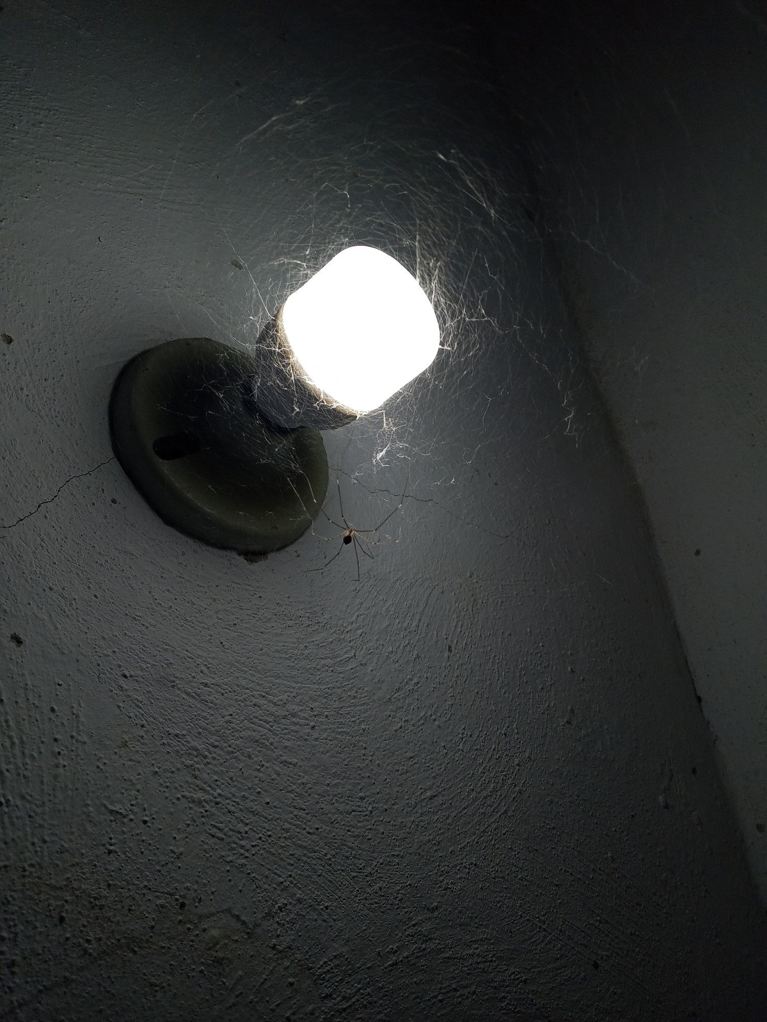An illuminated, square-shaped lightbulb, emitting a bright white light, is the central focus of the image. It is mounted on a dark, circular fixture attached to a light grey, textured wall. Extensive cobwebs are visible, densely covering the lightbulb, the fixture, and spreading across the surrounding wall surfaces. A long-legged spider, commonly known as a cellar spider or daddy long-legs, with a small body and thin, elongated legs, hangs from the cobwebs near the glowing bulb. Cracks are noticeable in the painted wall near the base of the fixture. The overall scene suggests a dark, enclosed space, possibly a utility area, basement, or outdoor shelter where the light serves as the primary illumination source. The textured surface of the wall appears rough, possibly stucco or concrete. The setting is Macho Muerto, Venezuela. No visible text is present.