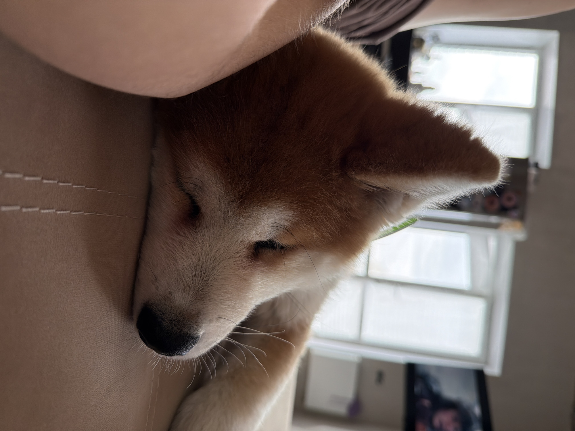 A close-up, indoor shot captures a light brown and white Akita puppy sleeping on a beige surface. The puppy's head is nestled against a soft, possibly cushioned, surface, with its eyes closed. Above the puppy's head is a tan-skinned arm. The foreground is occupied by the puppy and a portion of the arm, while the background features a blurred window and a hint of a television screen. The location is unknown and cannot be determined to be in Chaikovsky, Russia from the image.