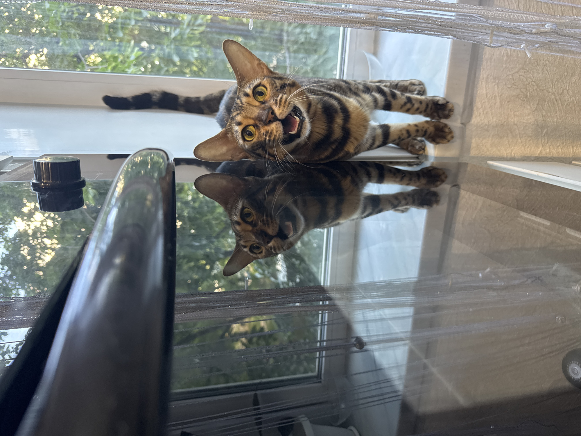 A Bengal cat lies on its side on a glass-topped surface, likely an appliance or countertop, near a window. The cat is positioned with its head tilted upwards and its mouth open, possibly meowing or yawning. The window behind it shows an exterior scene of foliage, suggesting a view of trees. A dark object, possibly a control knob for the appliance, is visible on the surface. Reflections of the cat and the window scene are apparent on the glossy surface, indicating its reflective quality. Curtains hang behind the window. The location is Unknown, Unknown.