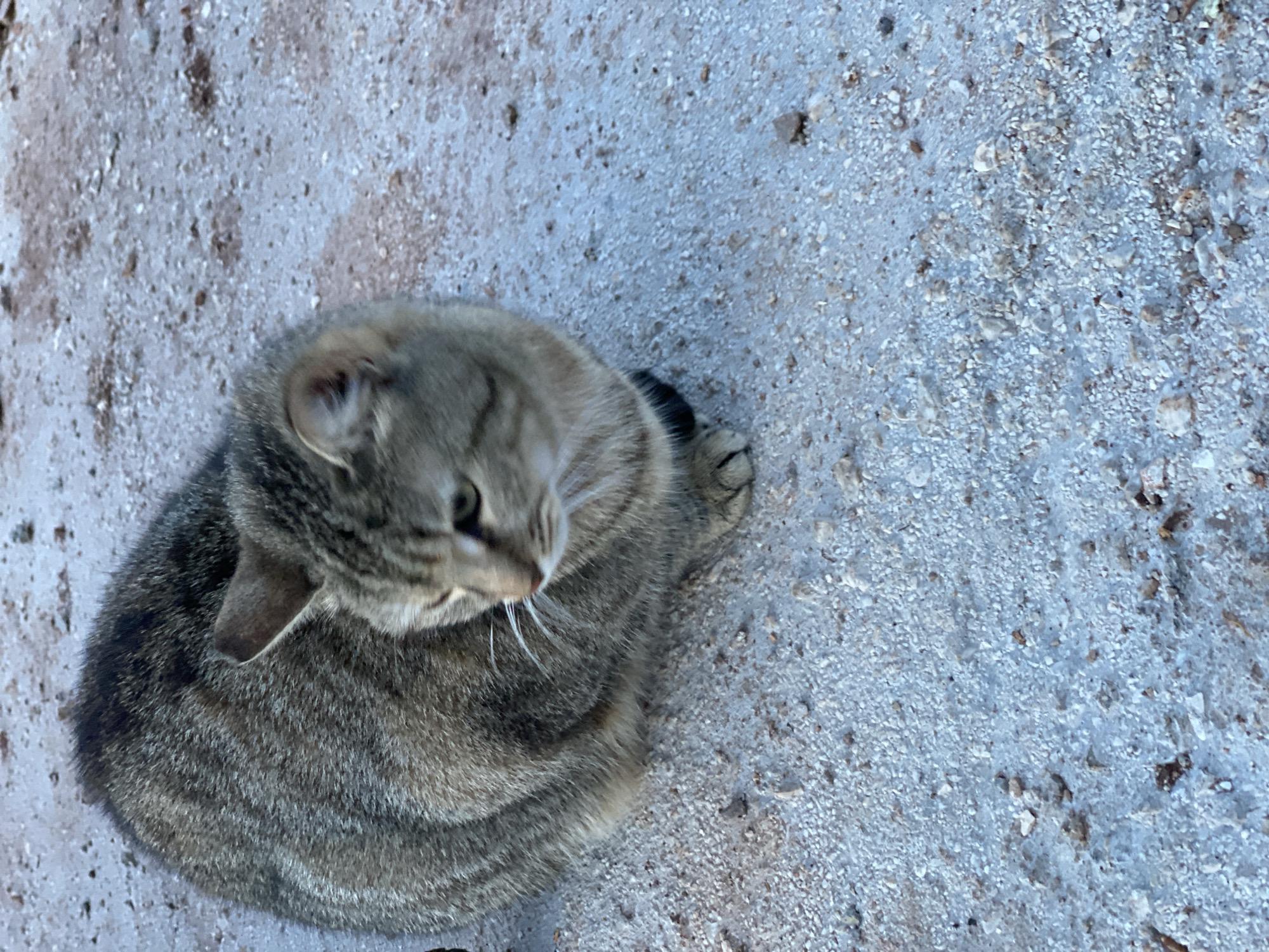 A gray tabby cat is curled up on a concrete surface speckled with small stones and pebbles. The cat is viewed from above and to the side, with its head turned towards the upper right of the frame. The cat has a striped coat with a mix of gray and brown fur. The background suggests an outdoor setting, possibly a sidewalk or courtyard. There are no people present in the image. The specific location within Budva, Montenegro, cannot be determined from the image.