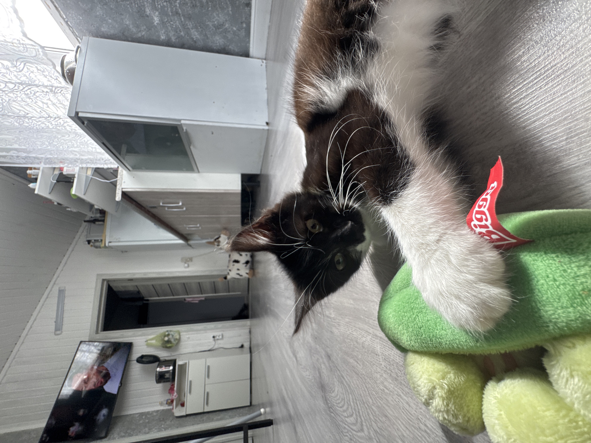 A black and white cat is playing with a green stuffed toy on a grey wooden floor in a room that appears to be a kitchen or living area in Kempelevo, Russia. In the background, a television is mounted on the wall, displaying a man's face. To the right, a white cabinet with glass doors is visible, and a window with white curtains is to the left of the cabinet. Another cat, with a spotted pattern, is visible in the distance, near a doorway. The room has white paneling on the walls and a tiled ceiling.
