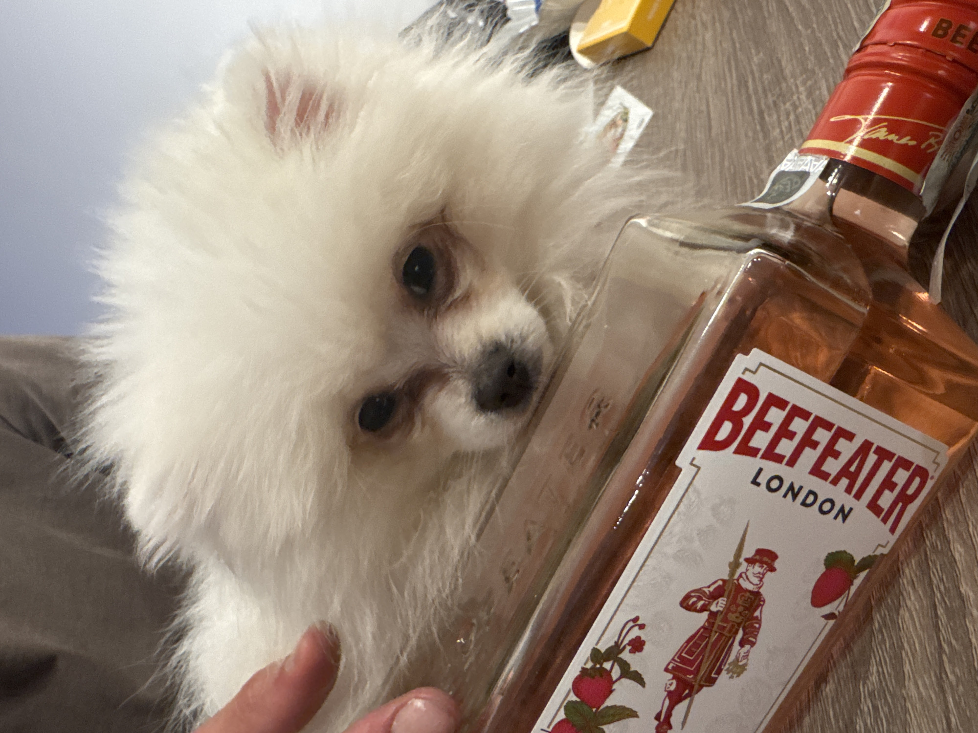 A white Pomeranian dog rests its head on a bottle of Beefeater London Dry Gin. The dog's fur is fluffy and appears to be partially covering its face. A person's hand, with fingernails painted a pale pink, is visible near the dog's head, appearing to be petting it. The bottle of gin is lying on its side on a wooden surface, with its label clearly visible. The label features an illustration of a man in a red uniform and text that reads "BEEFEATER LONDON". In the background, there are out-of-focus items, including what appears to be a yellow rectangular object. The scene is indoors. No specific location in Sofia, Bulgaria can be determined from the image.