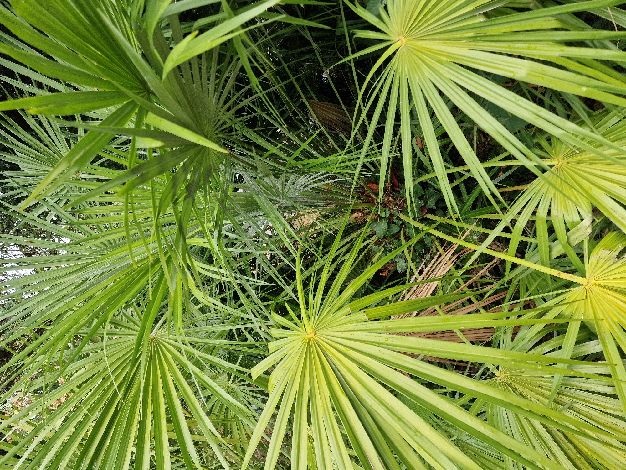 This is a close-up, overhead, medium shot of palm fronds. The fronds are a vibrant green with some lighter green striping and appear to be wet, with small droplets of water visible on the leaves. The palm is in a dense setting, with many overlapping fronds creating a layered effect and obscuring the background. Some dried brown fronds are also visible amongst the green ones. The overall impression is of lush, tropical foliage. This image was taken in the city of Canterbury, United Kingdom.