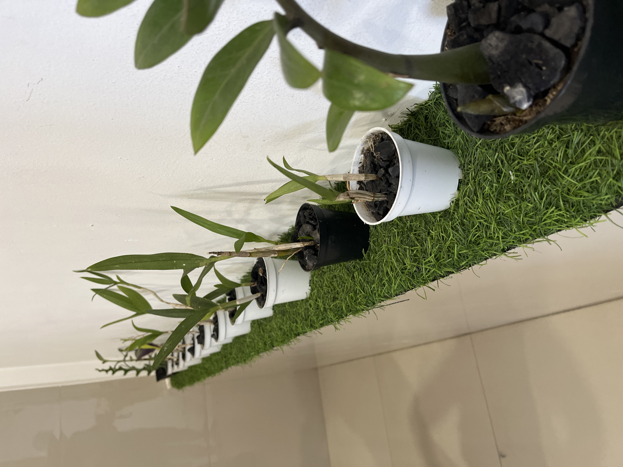 A still life photograph shows a row of small potted plants arranged on a shelf covered with artificial grass. The plants, in white and black pots, are mostly young orchids with green leaves. One larger plant, possibly a ZZ plant, is in the foreground on the right. The background consists of a white wall and a tiled floor. The scene is indoors and appears to be well-lit. The location is identified as Desa Tambakreja, Indonesia. There are no people or animals present in the image.