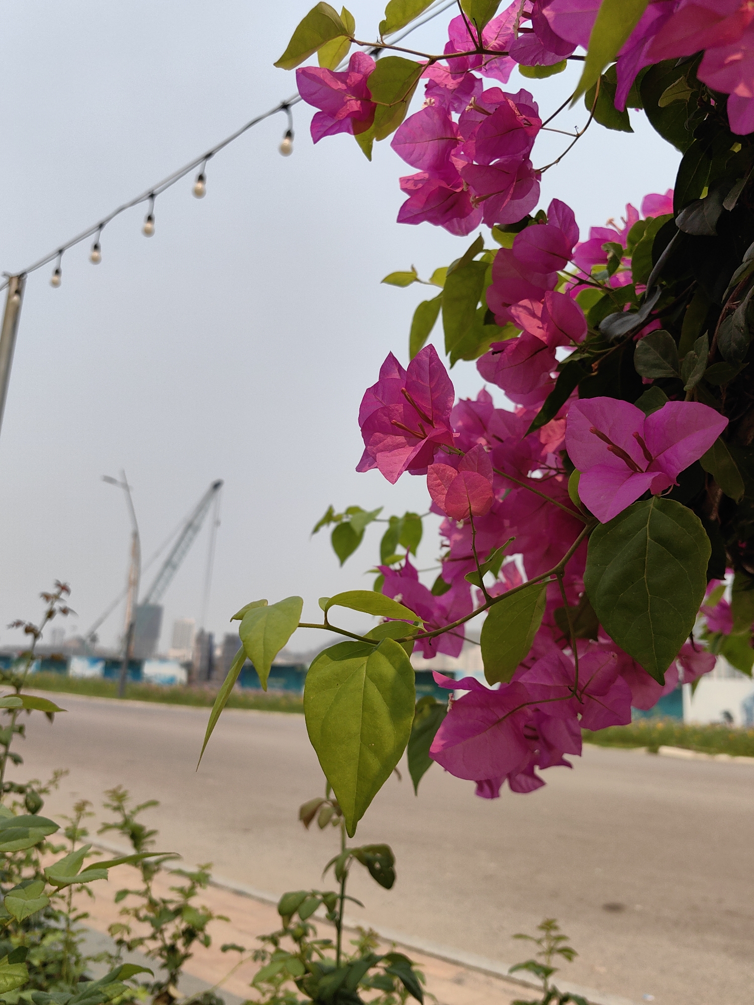 The photograph depicts a vibrant cluster of pink bougainvillea flowers and green leaves in the foreground, contrasting with a blurred cityscape in the background. The location is Bai Chay Ward, Vietnam, evidenced by the visible industrial cranes and distant buildings characteristic of urban development in the area. A street stretches into the distance. A string of lights hangs above the street, adding to the scene. The foreground vegetation is closer and in focus, while the background is less defined. The image is shot from a low angle. The overall atmosphere is slightly hazy, obscuring the sky and distant features.
