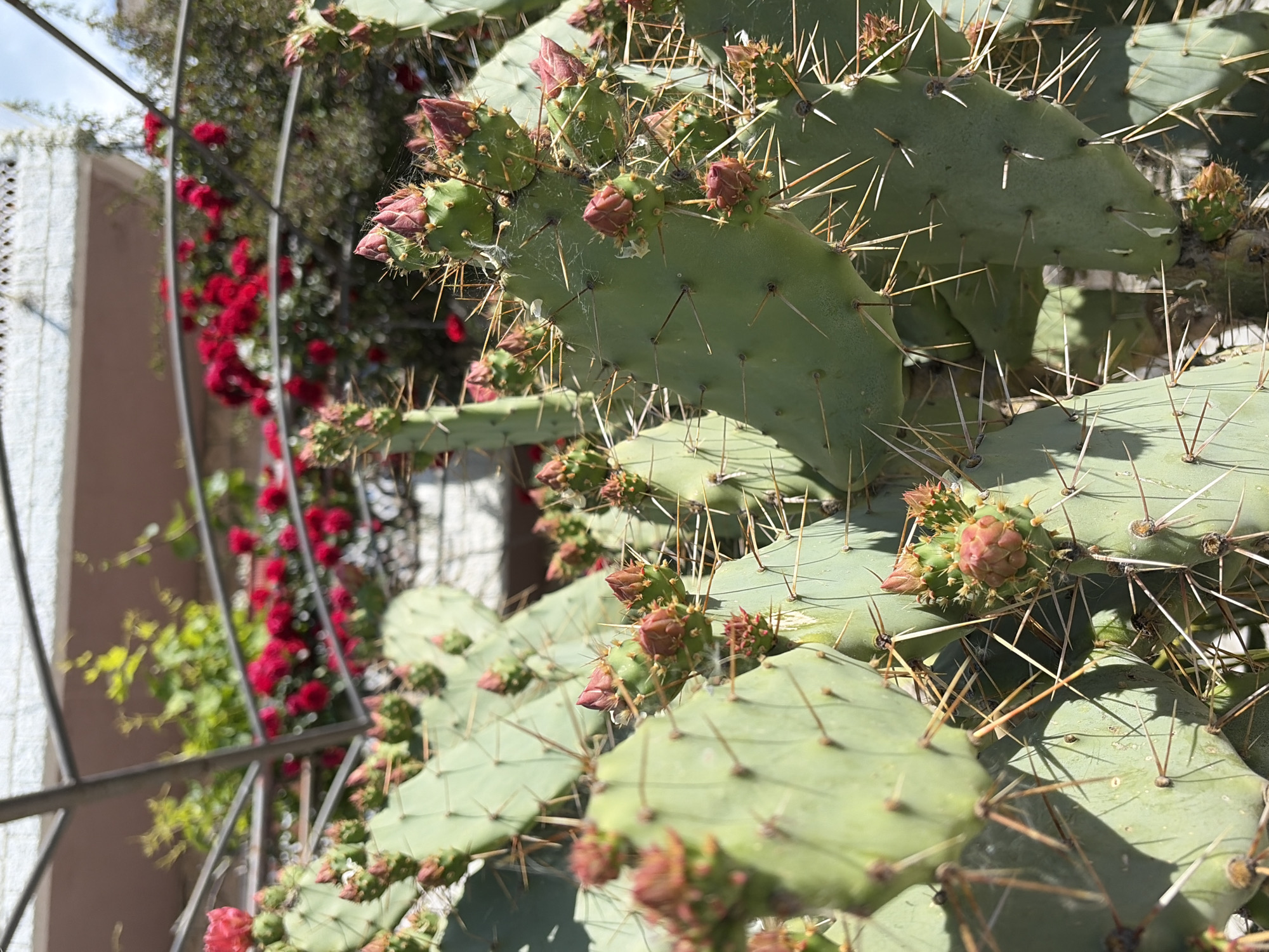 The image depicts a prickly pear cactus with several red buds in various stages of development, positioned in front of a metal trellis covered with red flowering plants, possibly roses. The scene appears to be located in Herceg Novi, Montenegro, based on the typical Mediterranean vegetation and architectural styles found in the region. The cactus pads are light green and feature sharp spines. Sunlight casts shadows on the pads. The background includes a building with a light-colored facade and a metal fence. The trellis and the flowering plants provide a contrasting backdrop to the spiky texture of the cactus.