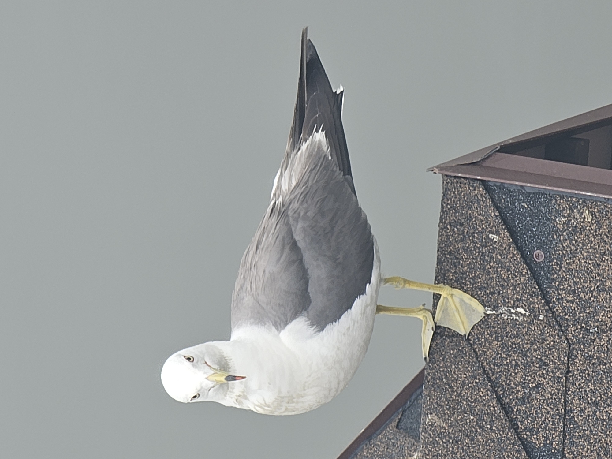 A seagull stands on a dark brown shingled roof with a gray sky in the background. The seagull is mostly white with gray wings and a yellow beak. Its legs are also yellow. The seagull is looking directly at the camera. The image is a close-up of the bird and the roof it is standing on. No specific location in Nakhodka, Russia can be determined from the image.