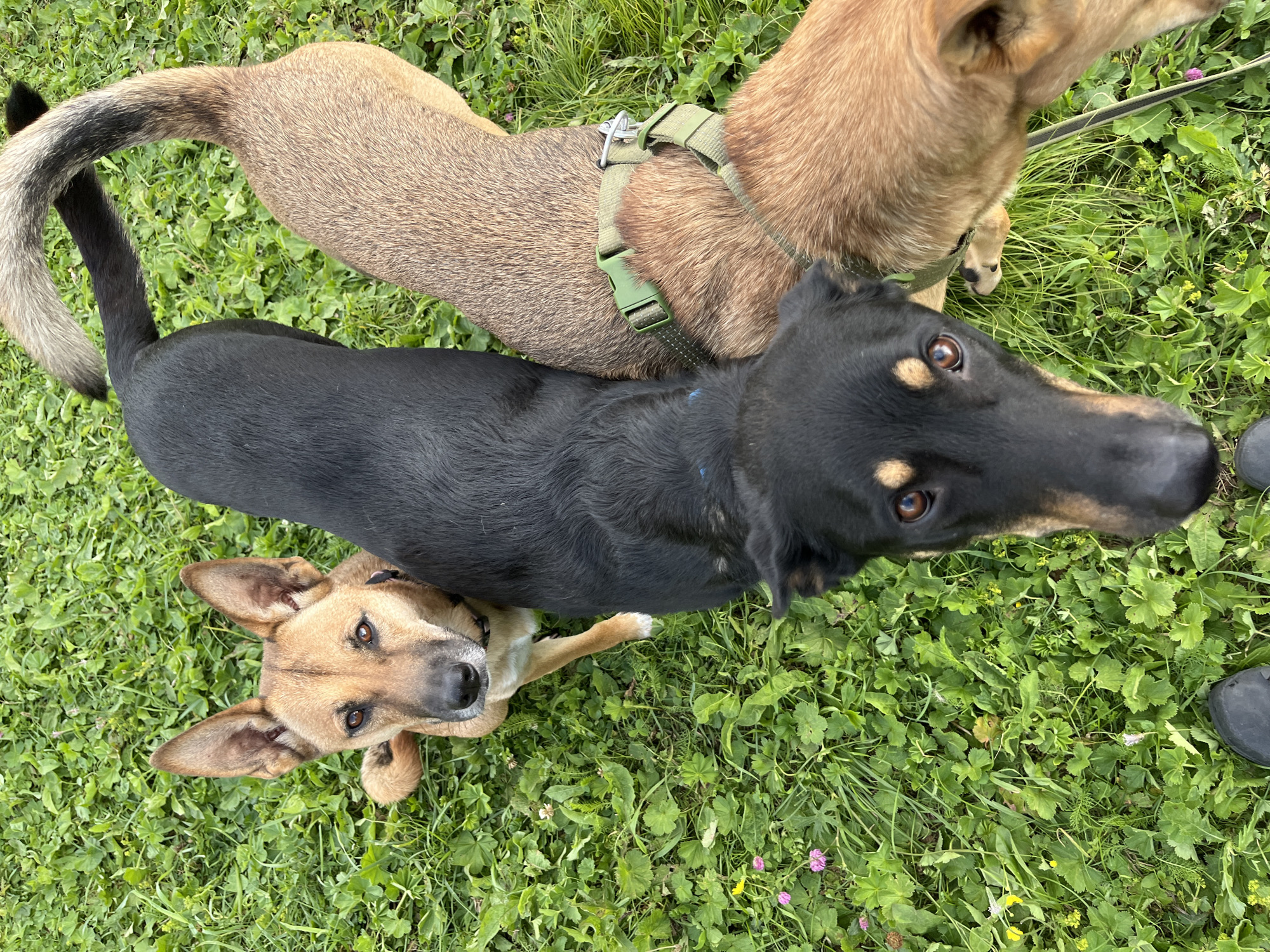 Four dogs are on a grassy area. Two dogs are black and tan, one is brown, and one is tan. The dogs are looking at the camera. The grass is green and there are a few small flowers in the grass. The image was taken outdoors in the city of Nizhny Tagil, Russia.