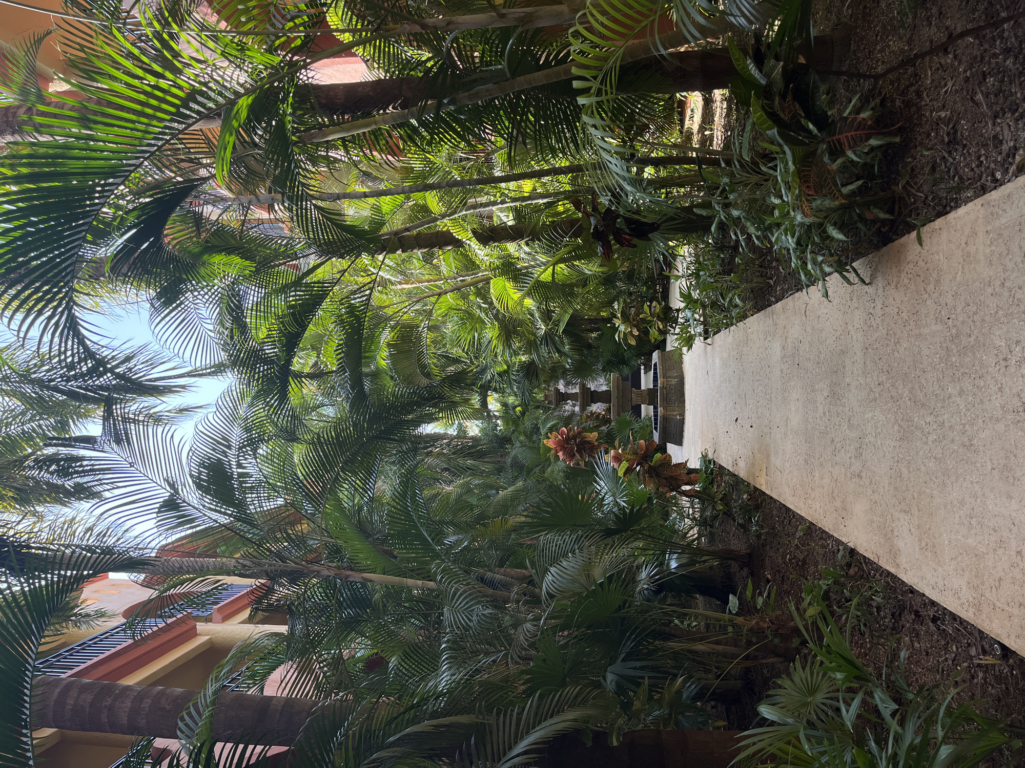 The photograph shows a pathway in Playa del Carmen, Mexico, bordered by lush tropical vegetation. The concrete path stretches into the distance, lined with plants and palm trees on either side. Sunlight filters through the dense foliage, creating a play of light and shadow on the path and surrounding vegetation. Buildings with balconies are visible through the trees on the left. At the end of the pathway, there are some decorative structures and plants. The ground is covered in soil.