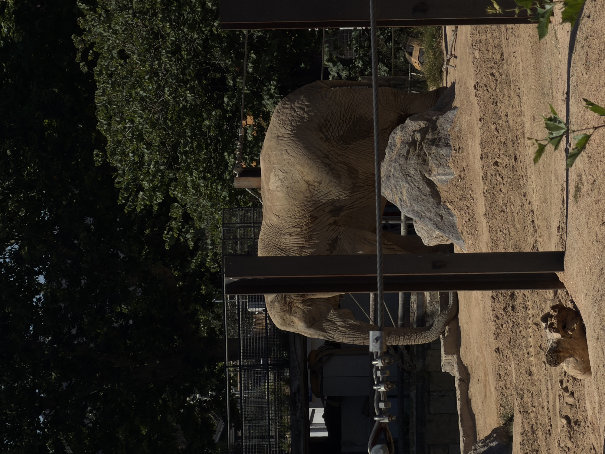The image depicts an elephant in an enclosure, likely a zoo. The elephant is light brown, standing on sandy ground with a large rock nearby. A metal structure partially obscures the view of the animal. Vegetation, including trees and branches, is visible in the background. The location may be in Barcelona, Spain, though this cannot be definitively determined from the image itself. No people are clearly visible, although a person is partially shown on the bottom of the image.