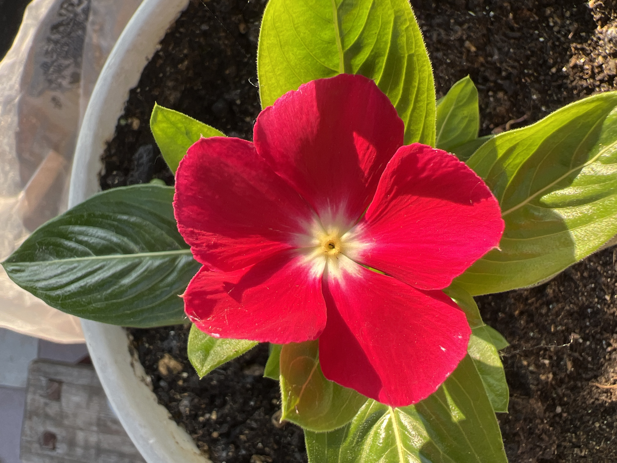 A close-up shot captures a vibrant red vinca flower with a yellow and white center, set against a backdrop of lush green leaves and dark soil. The flower is in full bloom, its five petals unfurled and slightly curved. The leaves are glossy and show prominent veins, with some catching the sunlight and appearing lighter green. The soil appears rich and moist, with a few tiny white specks visible. A fine, almost invisible spiderweb is present in the lower right portion of the frame. The image is sharp and well-lit, with natural light casting soft shadows that highlight the textures of the petals and leaves. The overall scene suggests a healthy potted plant, likely in a garden or on a windowsill.