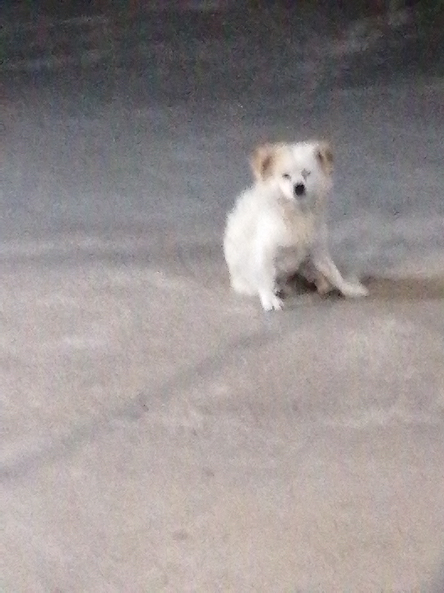 A small, white dog sits on a gray, paved surface. The location appears to be outdoors. The image quality is slightly blurry. No people or other objects are visible other than the ground. There is no information to confirm the location as Bai Chay Ward, Vietnam.