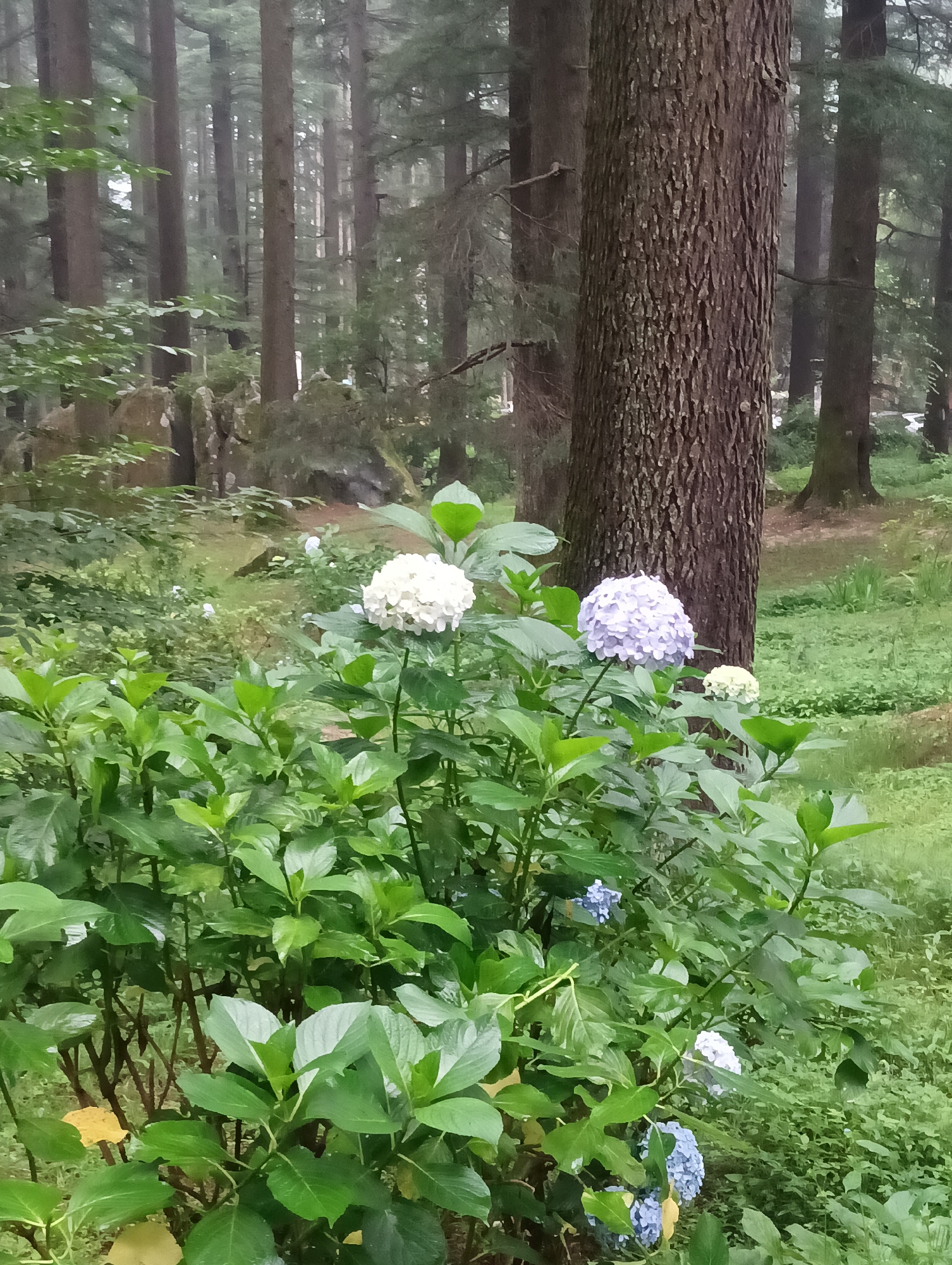 A medium shot captures a cluster of hydrangeas in the foreground, with their white, pale purple, and blue blossoms peeking through lush green foliage. Behind the flowers, the textured bark of a large tree trunk dominates the right side of the frame, its rough surface contrasting with the soft petals. The background reveals a dense forest of tall trees, their trunks appearing as dark vertical lines against a misty, muted green backdrop. The ground is covered in grass and undergrowth, suggesting a natural, somewhat wild environment. The overall scene conveys a sense of serene, natural beauty, likely in a forested area of Manali, India, possibly a park or a natural trail. There are no people or animals visible in the image.