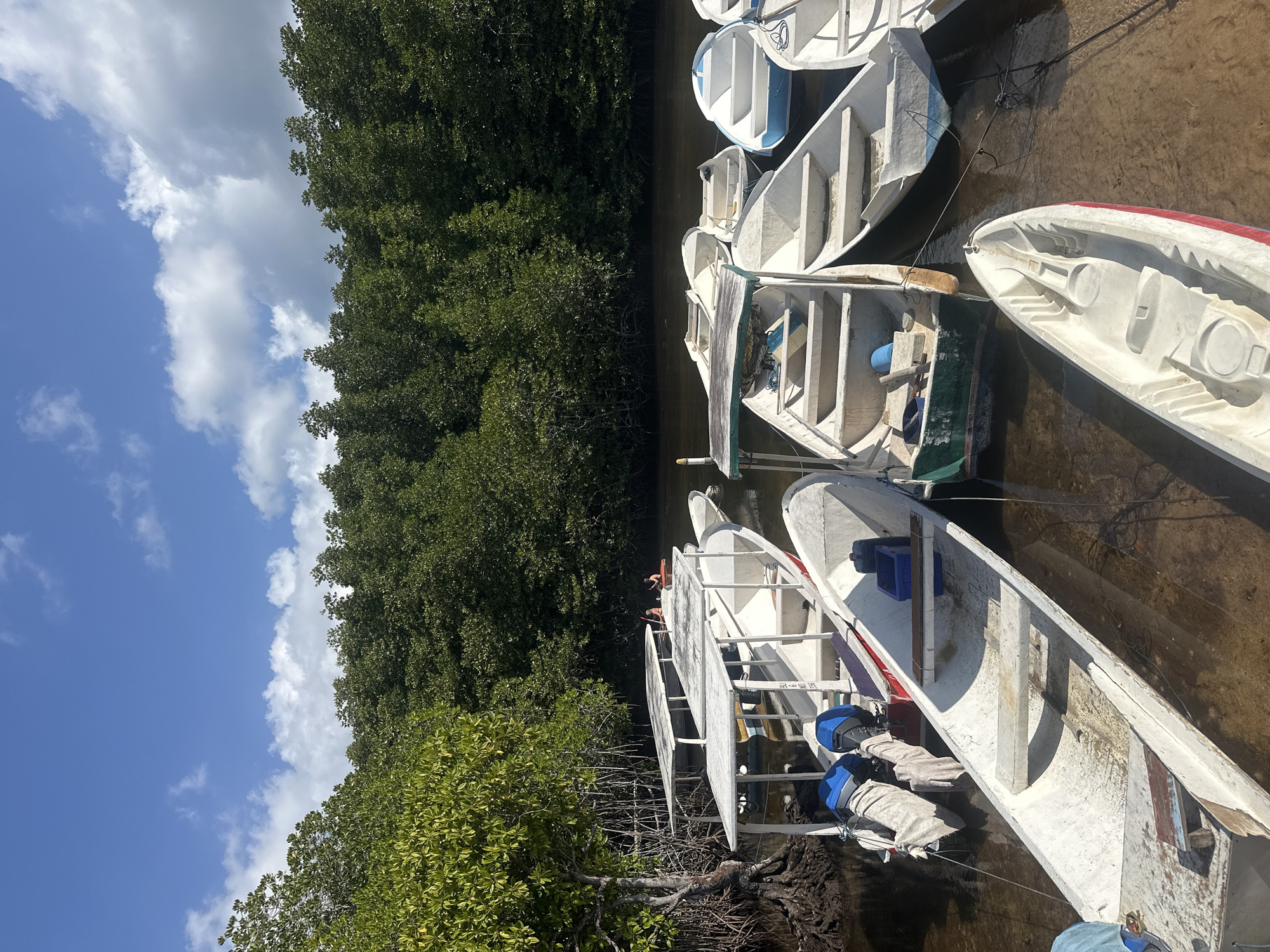 A fleet of white and blue motorboats are docked in shallow, murky water, partially obscured by the roots of mangrove trees. The boats, most of which are empty, are lined up and tied together. In the background, a dense wall of green trees creates a natural backdrop against a bright blue sky dotted with white clouds. The scene appears to be a serene, natural setting likely utilized for boat tours or transportation within a coastal or riverine area. The location is identified as Nusa Penida, Indonesia.
