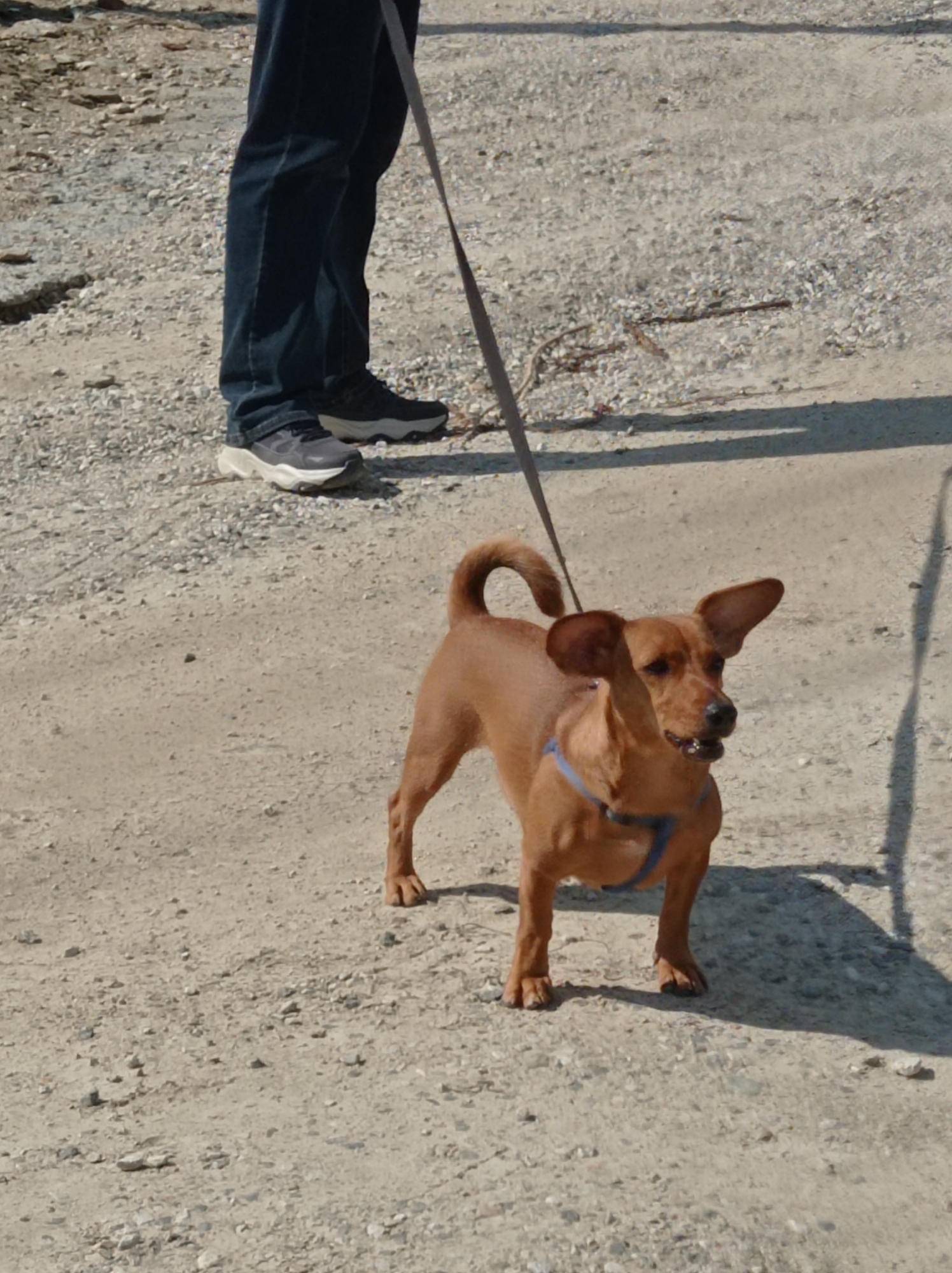 A medium shot shows a person's legs and feet standing on a gravelly surface next to a small, brown dog on a leash. The person is wearing dark blue jeans and athletic shoes, one white and gray, the other black and gray. The dog is facing the camera, its mouth open and ears perked. It is wearing a blue harness. The ground is covered with small rocks and dirt. The lighting suggests a sunny day. The location is Unknown, Unknown.