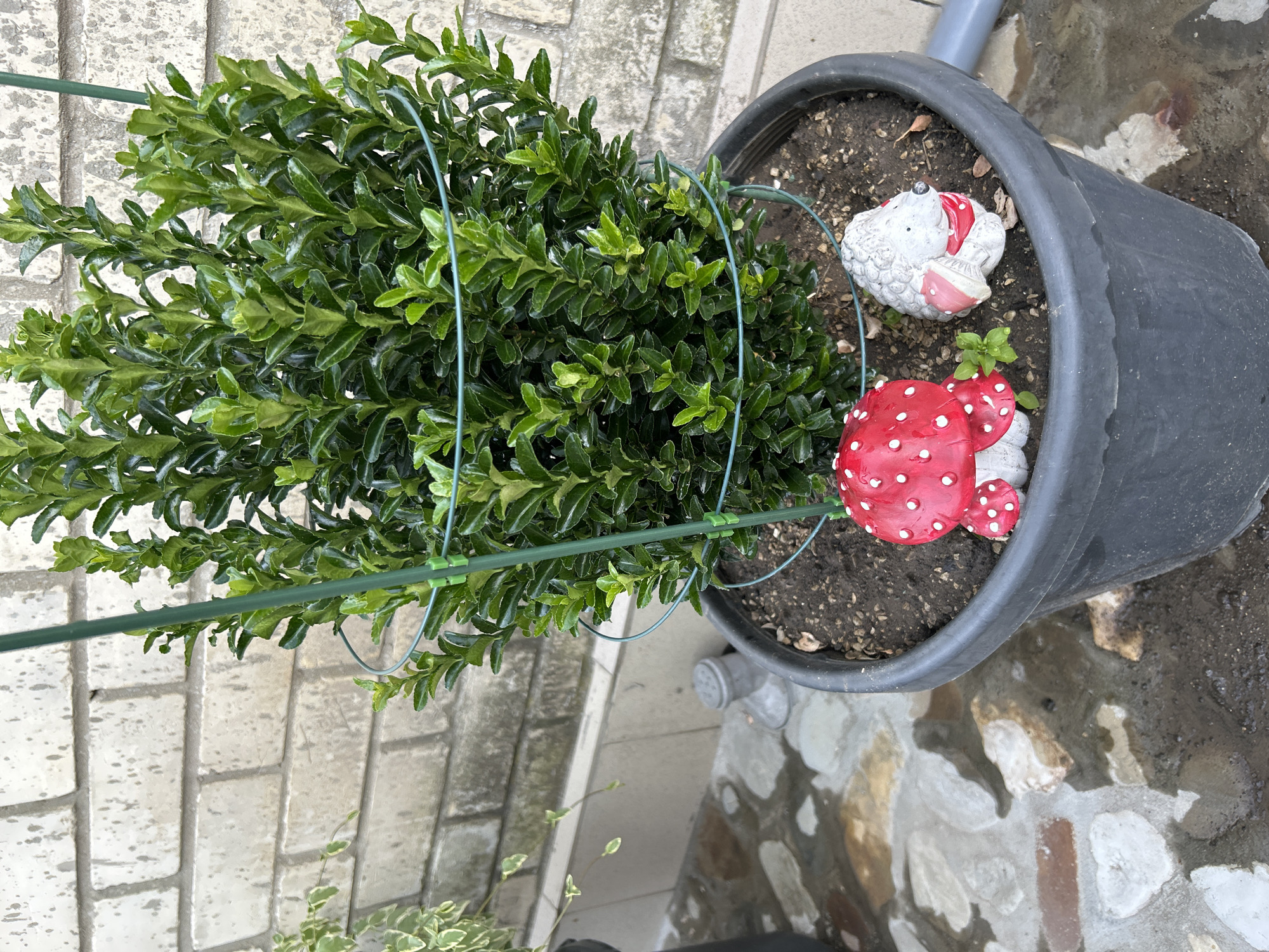 This image shows a potted green shrub with a support cage in front of a light-colored brick wall. Two garden ornaments, a red and white spotted mushroom and a grey hedgehog wearing a red scarf, are placed in the soil at the base of the shrub. The ground appears wet and paved with irregular stones. A grey PVC pipe is visible to the right of the pot. The scene is set in Gelendzhik, Russia.