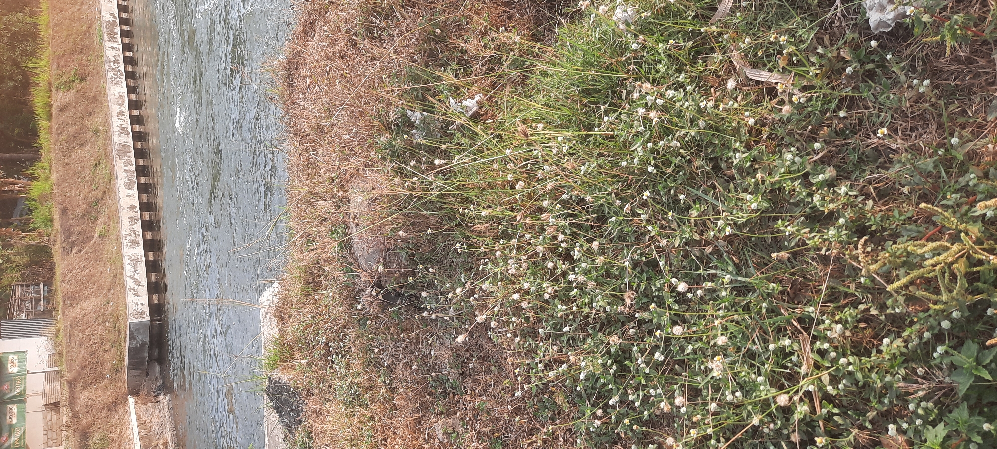 The image depicts a natural scene beside a body of water, likely a river or canal, in Lodoyo, Indonesia. In the foreground, dense green and dry brown vegetation, including small white wildflowers and grasses, covers the ground. Some scattered rocks and debris are visible amongst the plants. The water in the middle ground appears somewhat turbulent and is bordered by a concrete structure with vertical supports, suggesting a man-made embankment or bridge. In the background, a brown, sloped embankment is covered in dry vegetation. Further back, a few trees and some low buildings, possibly shops or a small facility, are present. The overall impression is of a semi-natural area adjacent to a developed waterway.