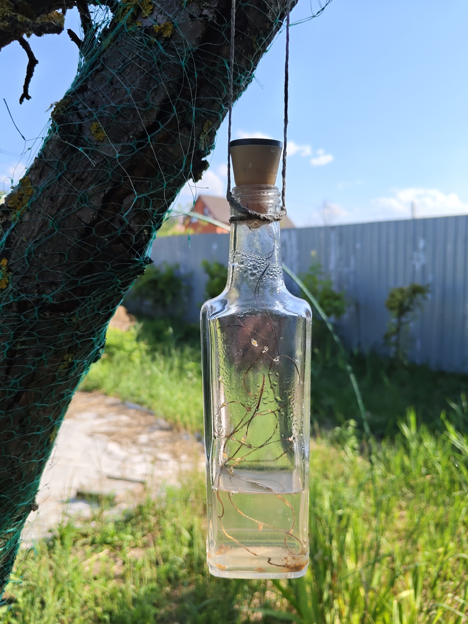 A glass bottle with a cork stopper and a small amount of water inside is hanging from a tree branch by a string. The bottle contains what appear to be plant roots. The tree branch is partially covered with a green net. In the background, there is a metal fence, green grass, and a blue sky with some clouds. The scene is outdoors and appears to be a residential area, possibly in Olginskaya, Russia, given the architecture of the building visible in the distance. There are no people visible in the image.