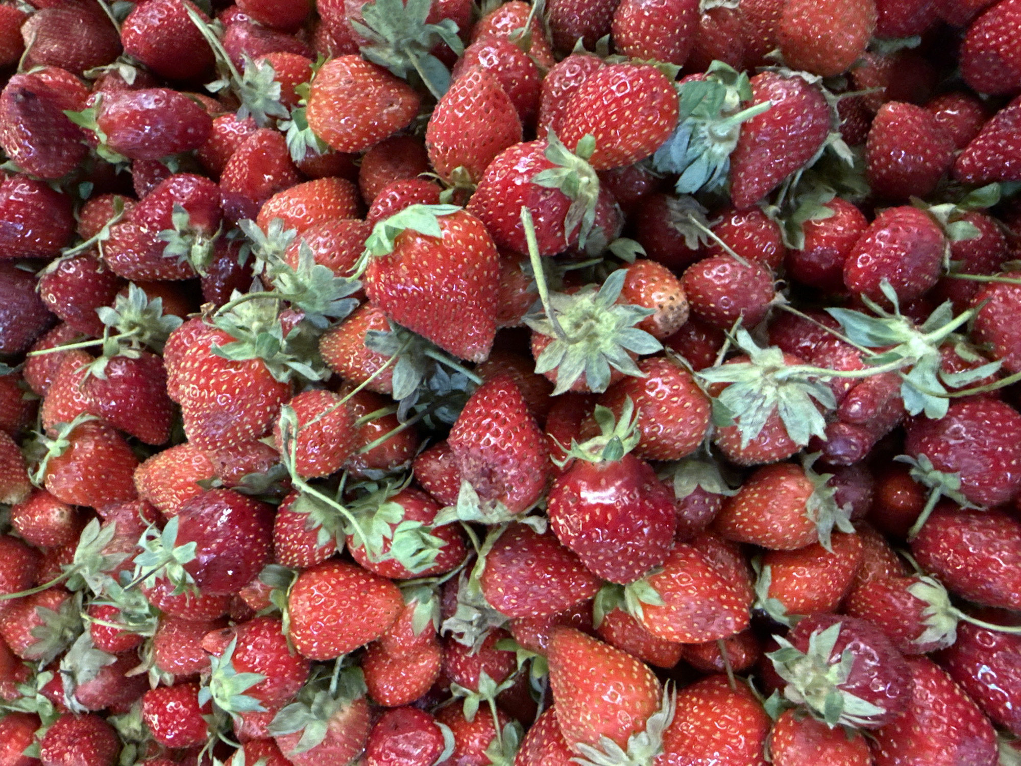 A close-up, overhead shot of a large pile of ripe strawberries. The strawberries are a deep red color with visible seeds and green stems. Some of the strawberries are brighter red and appear to be in the foreground, while others are darker and more obscured in the background. The lighting suggests natural daylight. The image is a still photograph and does not depict any actions or people. The context of Lokbatan, Azerbaijan, is not visually represented in this image.