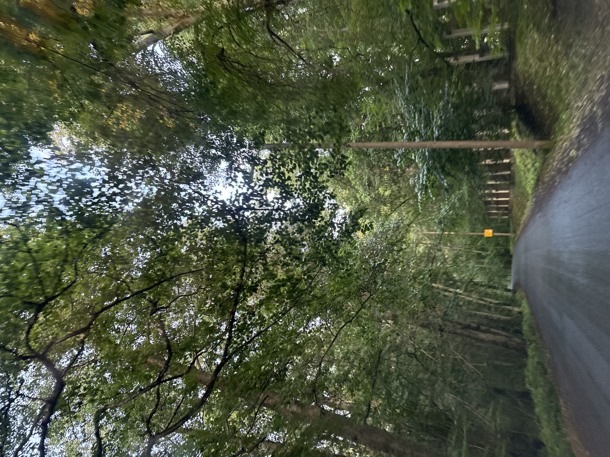 The image depicts a road curving through a dense forest in Tallinn, Estonia. The road surface is dark asphalt, with a wet sheen suggesting recent rain. Tall, slender trees with lush green foliage line both sides of the road, creating a canopy overhead that filters the sunlight. The branches of the trees extend over the road, with leaves in various shades of green, some showing hints of yellow, indicating a transition towards autumn. A yellow warning sign is visible on the right side of the road, partially obscured by trees. The scene conveys a sense of quiet and natural beauty, characteristic of Tallinn's many forested areas.