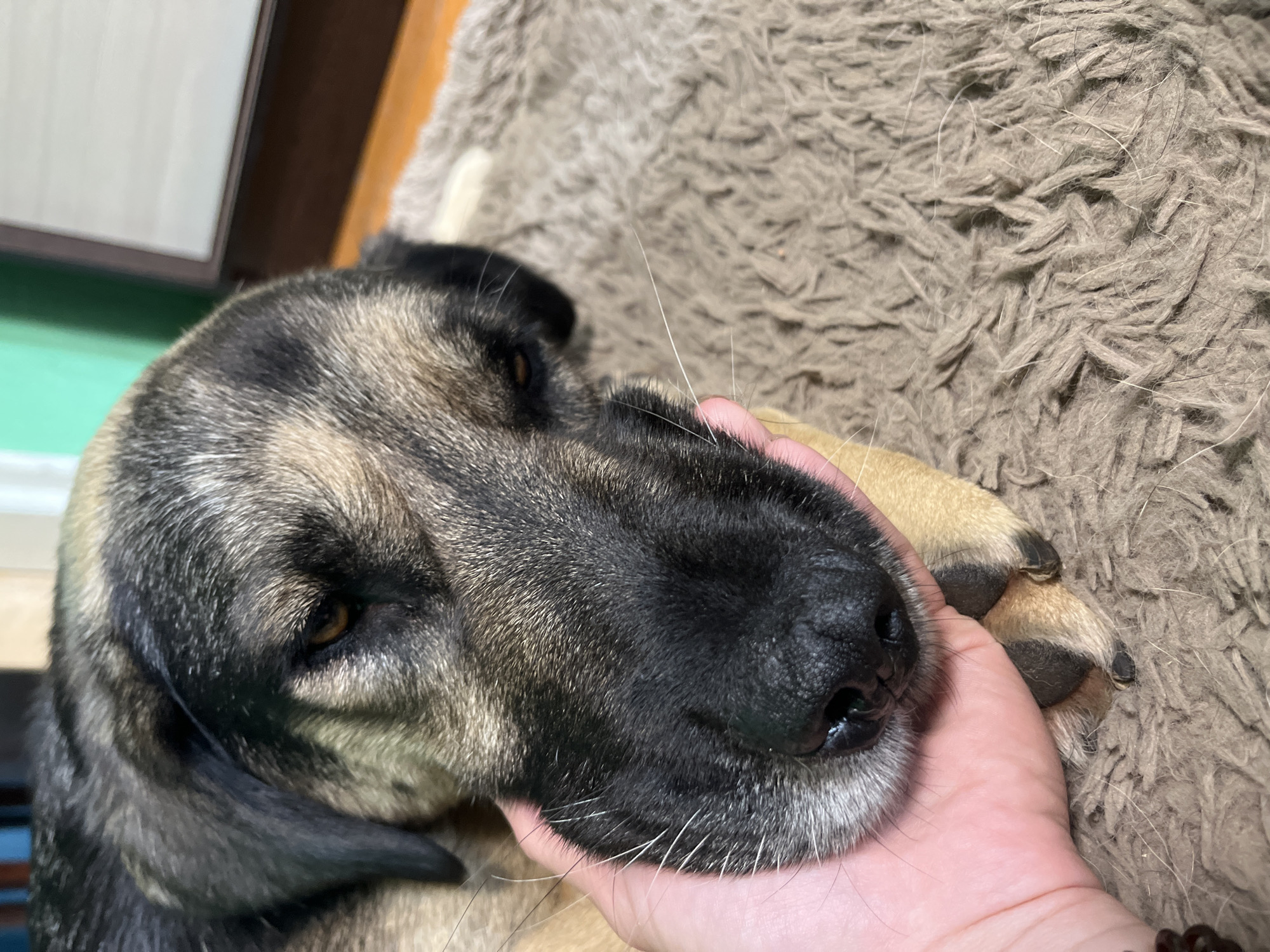 A close-up shot captures a dog's face and paw being held by a person's hand. The dog has a black and tan coat, with dark fur around its muzzle and eyes, and lighter tan markings on its cheeks and ears. Its eyes are a warm brown color, and its nose is black and wet-looking. The dog appears relaxed, with its head resting on the person's hand. The person's hand is lightly colored and is gently cupping the dog's chin, with the dog's paw resting on top of it. The background is a textured, shaggy, brown blanket, suggesting a comfortable indoor setting. A hint of furniture can be seen in the upper left corner, including a dark brown wooden surface and a lighter surface that might be a wall or a door. The lighting appears to be indoor, possibly from artificial sources or natural light coming from a window, creating soft shadows. The overall mood is one of tenderness and affection between the dog and the person. There is no visible text in the image. The setting is inferred to be indoors in Nizhny Tagil, Russia.