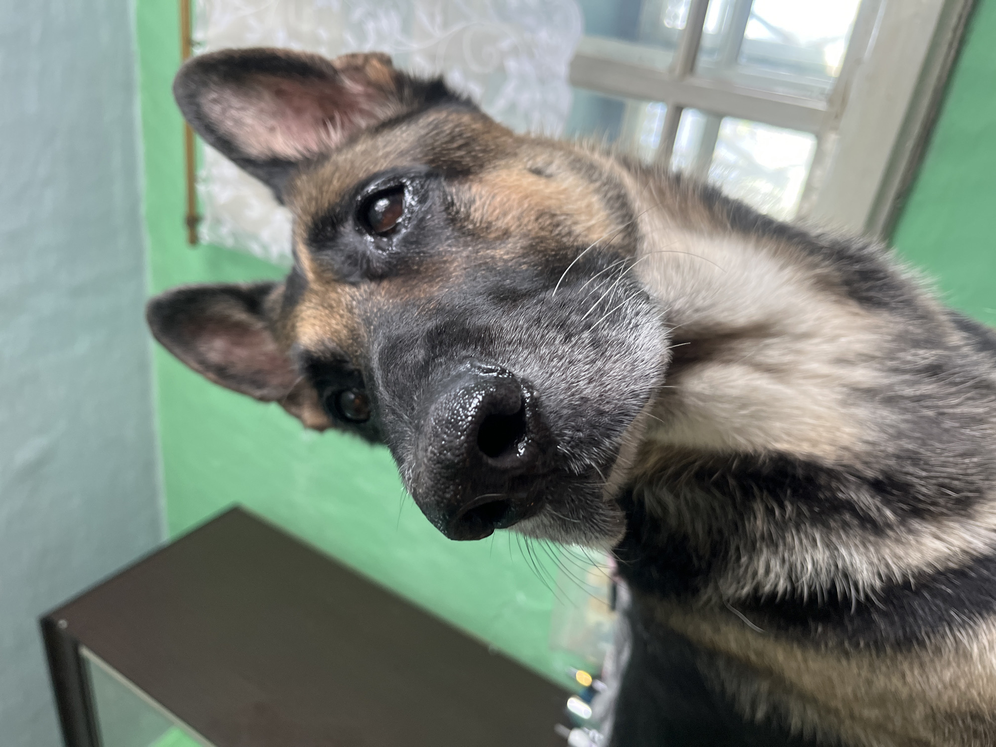 A German Shepherd dog with black and tan markings is pictured in a close-up, low-angle shot. The dog's wet nose is prominently featured in the foreground, with its dark brown eyes looking upward and slightly to the right. The dog's ears are erect, and its fur shows variations in color from dark brown and black to tan and cream.
The background consists of a bright green wall and a window with white trim and sheer curtains. To the left of the dog, a portion of a dark brown cabinet or piece of furniture is visible. The lighting appears to be natural, coming from the window. There is no indication of the dog's location in Nizhny Tagil, Russia, or any other specific city. The image does not depict any people, actions, or interactions beyond the presence of the dog.