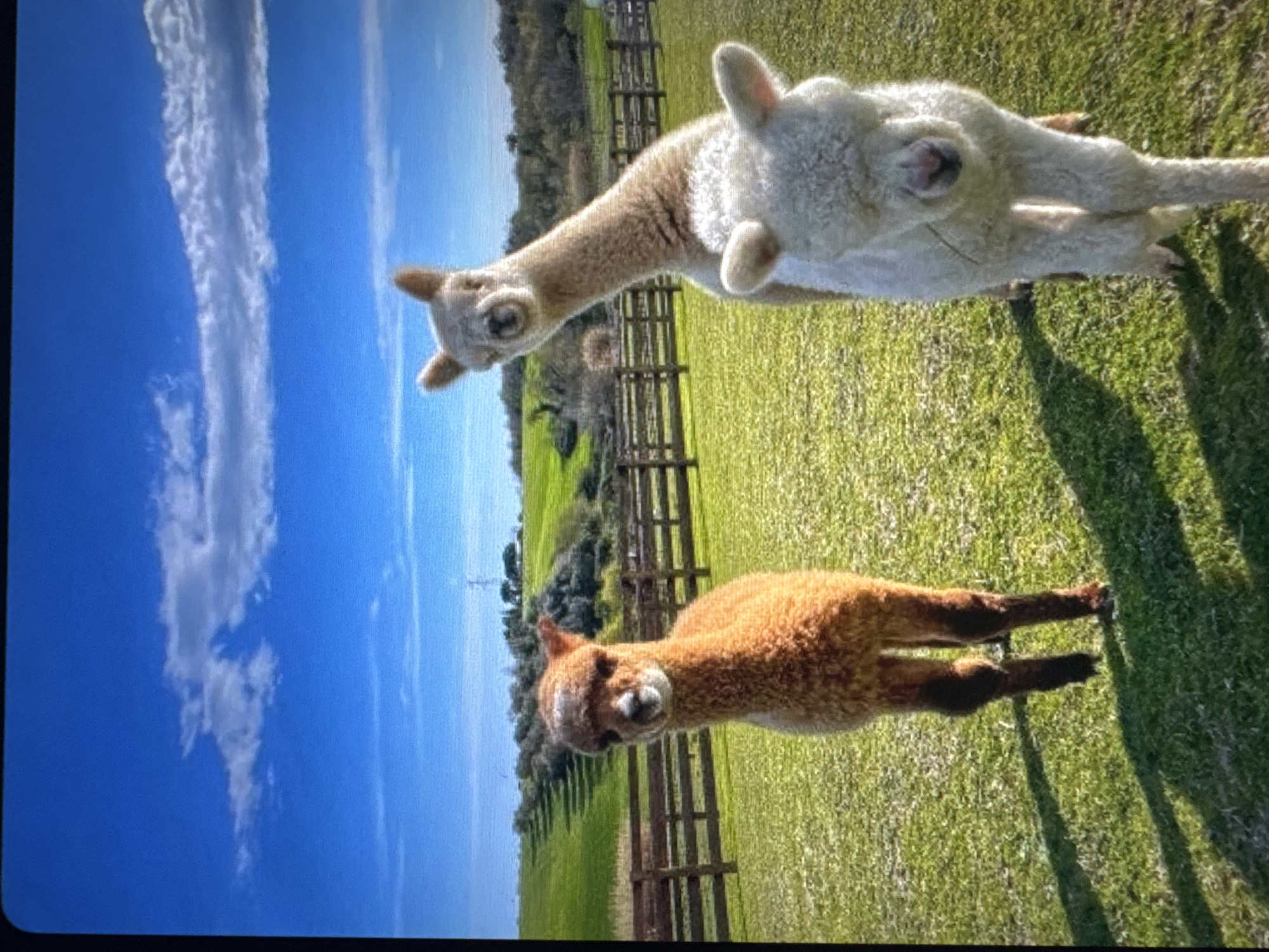 The image depicts three alpacas standing in a grassy field under a bright blue sky with scattered clouds. The alpaca on the left is reddish-brown and facing the camera. To its right and slightly behind it, a light brown alpaca with a long neck is looking towards the camera. Partially in front of the light brown alpaca and to the right is a white alpaca, also facing the camera. A wooden fence runs horizontally across the middle ground of the image. Beyond the fence, the landscape is hilly and covered in green grass and some trees. The scene appears to be an outdoor enclosure or farm. The image does not contain any visual information that would allow for the identification of the city of Tallinn, Estonia, or any urban elements.